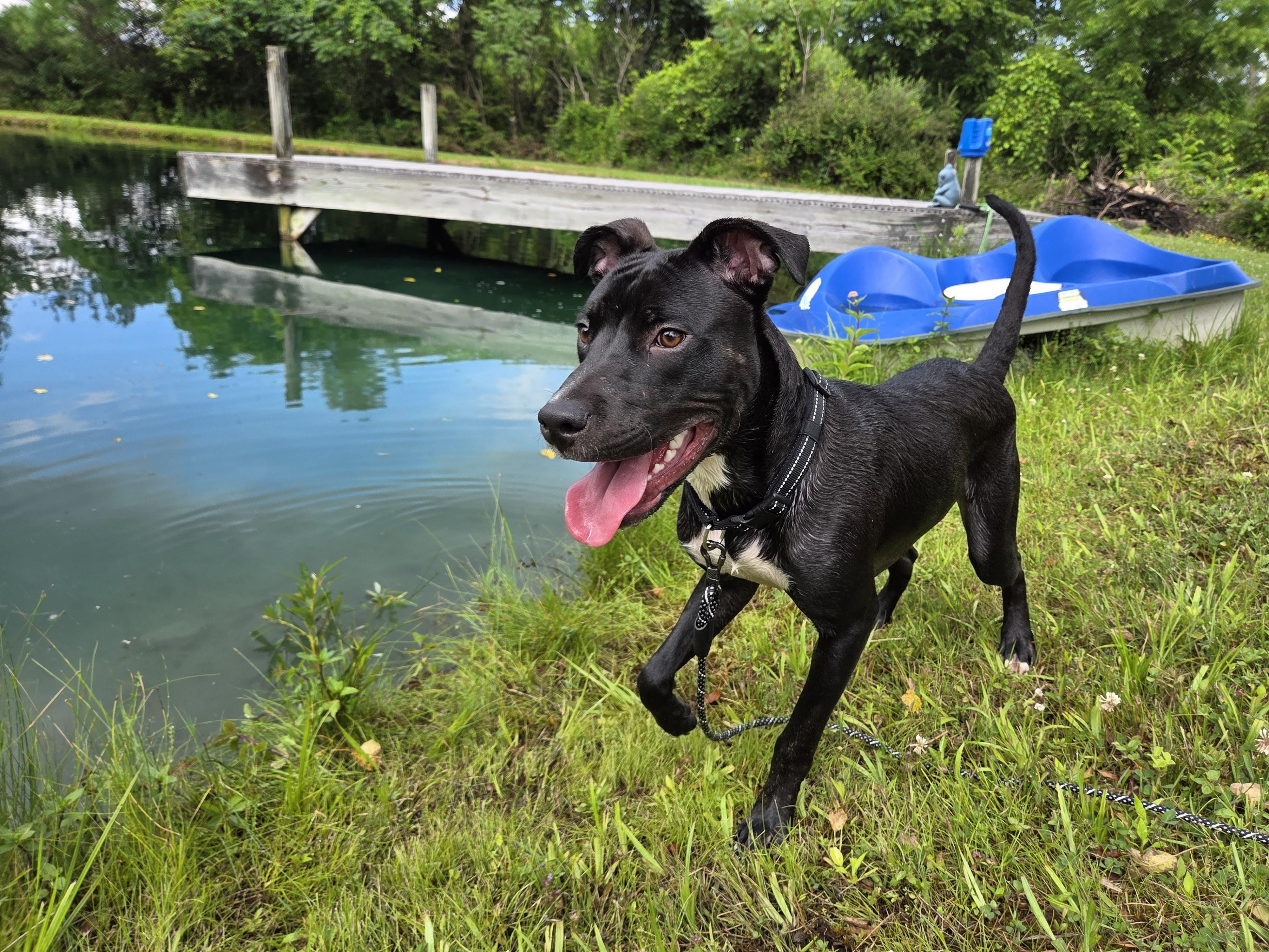 Scout, Adopted, Young Male Black Labrador Retriever.