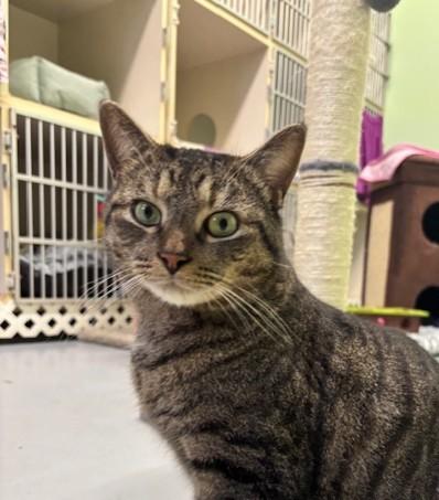 Bowser, Adoptable, Young Male Domestic Short Hair & Domestic Short Hair.