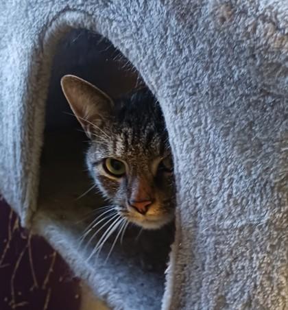 Bowser, Adoptable, Young Male Domestic Short Hair & Domestic Short Hair.