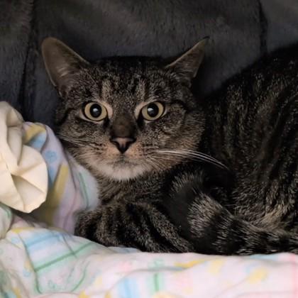 Enlarge Bowser, a Adoptable Domestic Short Hair in Erin, ON image 2/2