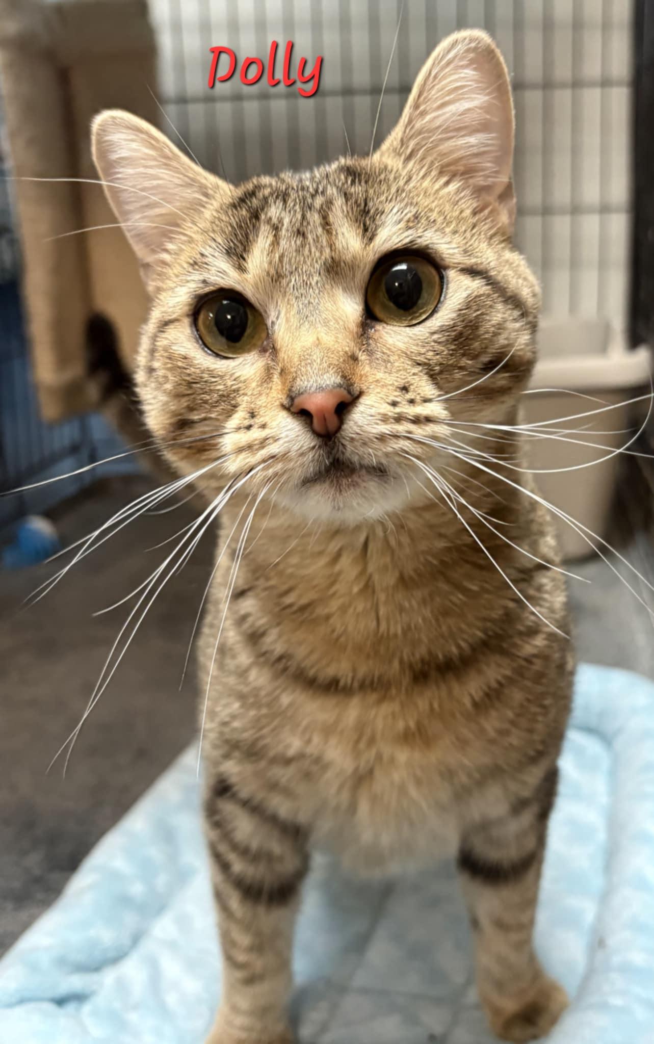 Dolly, a Adoptable Domestic Short Hair image 2/2