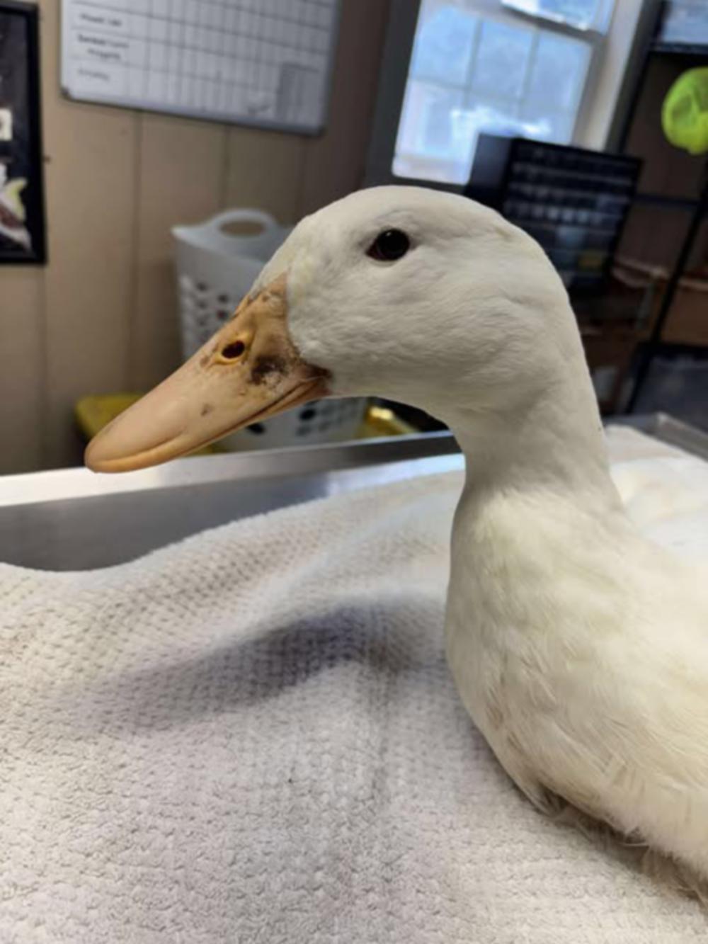 Leo, ADOPTABLE, Adult Male Duck.