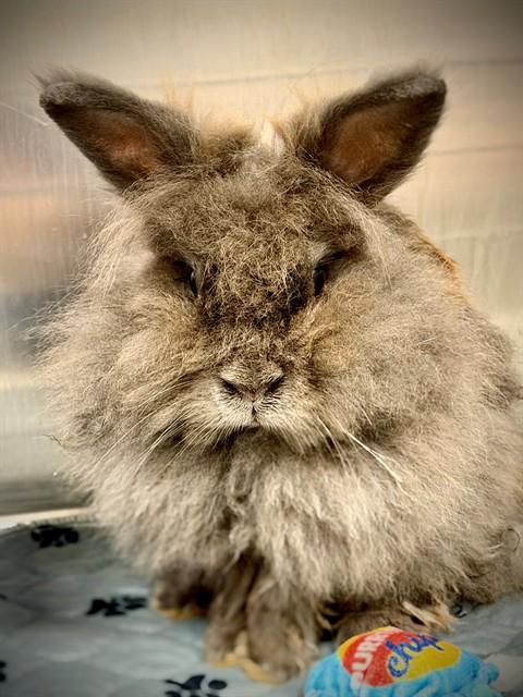 Enlarge Cinnabun (53719), a ADOPTABLE mixed breed in Columbia, MD image 1/1