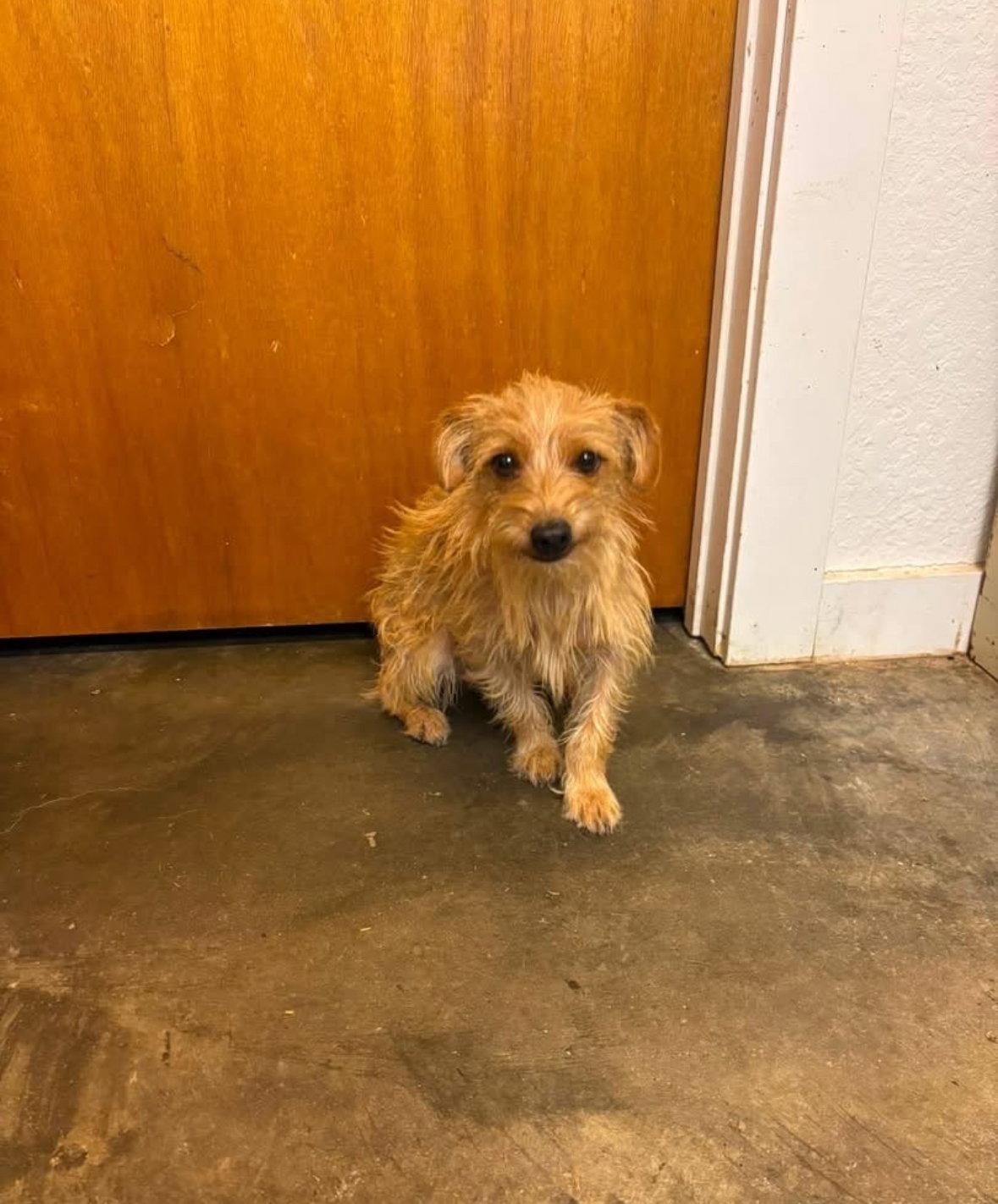 Enlarge Willy - ADOPTION IN PROCESS, a Adoptable Dachshund in Grafton, WI image 3/3