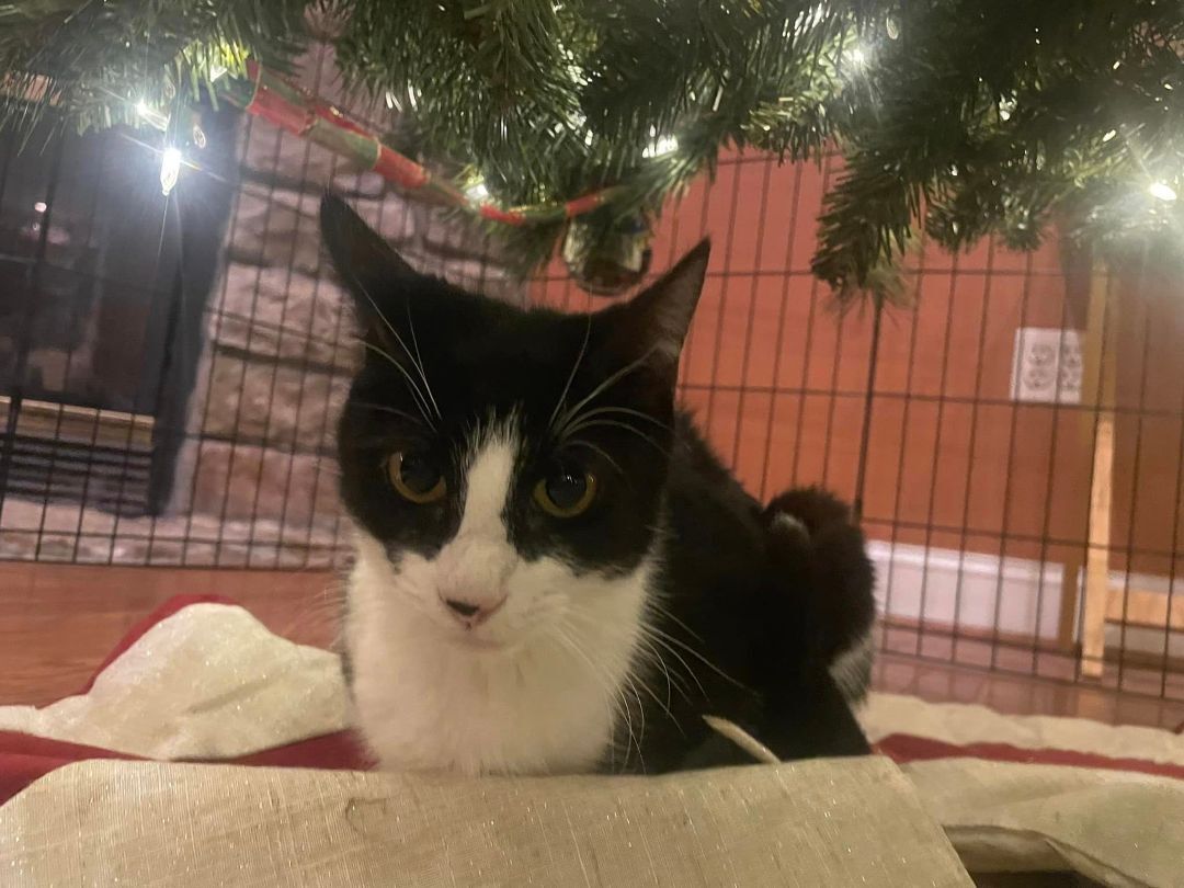 Enlarge Paisley, a Adoptable American Shorthair in Hampstead, MD image 1/5