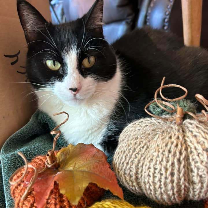 Enlarge Paisley, a Adoptable American Shorthair in Hampstead, MD image 2/5