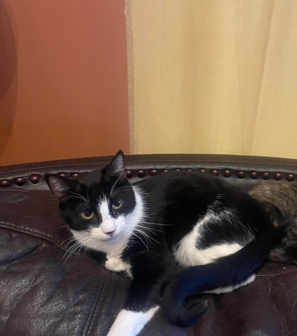 Enlarge Paisley, a Adoptable American Shorthair in Hampstead, MD image 3/5