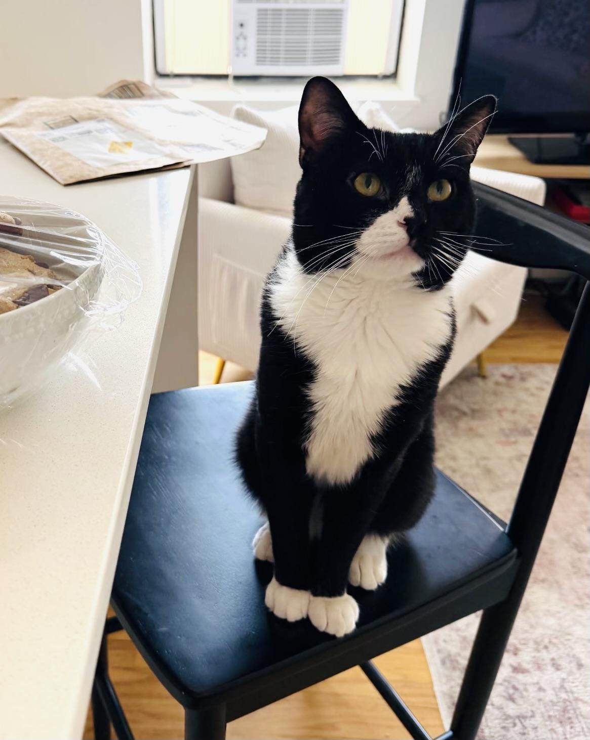 Enlarge Winston, a Adoptable Domestic Short Hair in Hoboken, NJ image 5/5
