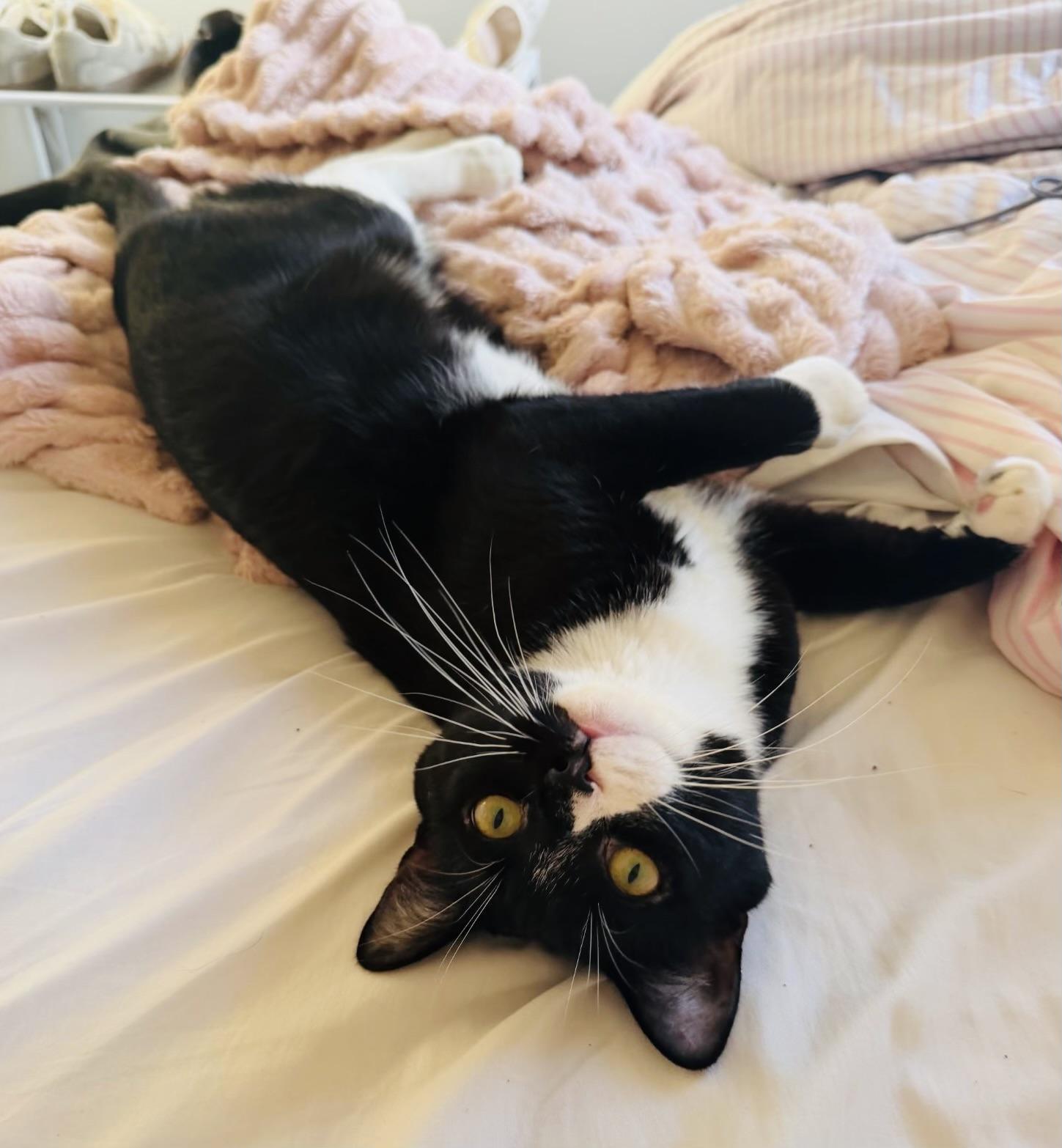 Enlarge Winston, a Adoptable Domestic Short Hair in Hoboken, NJ image 4/5