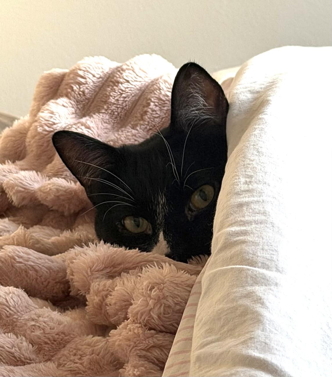 Enlarge Winston, a Adoptable Domestic Short Hair in Hoboken, NJ image 2/5
