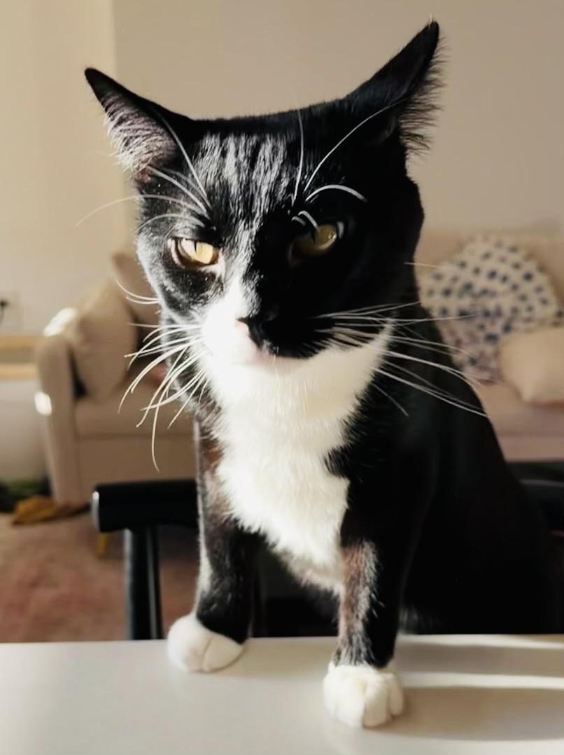 Enlarge Winston, a Adoptable Domestic Short Hair in Hoboken, NJ image 1/5