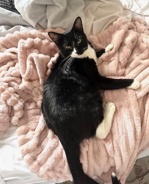 Enlarge Winston, a Adoptable Domestic Short Hair in Hoboken, NJ image 3/5