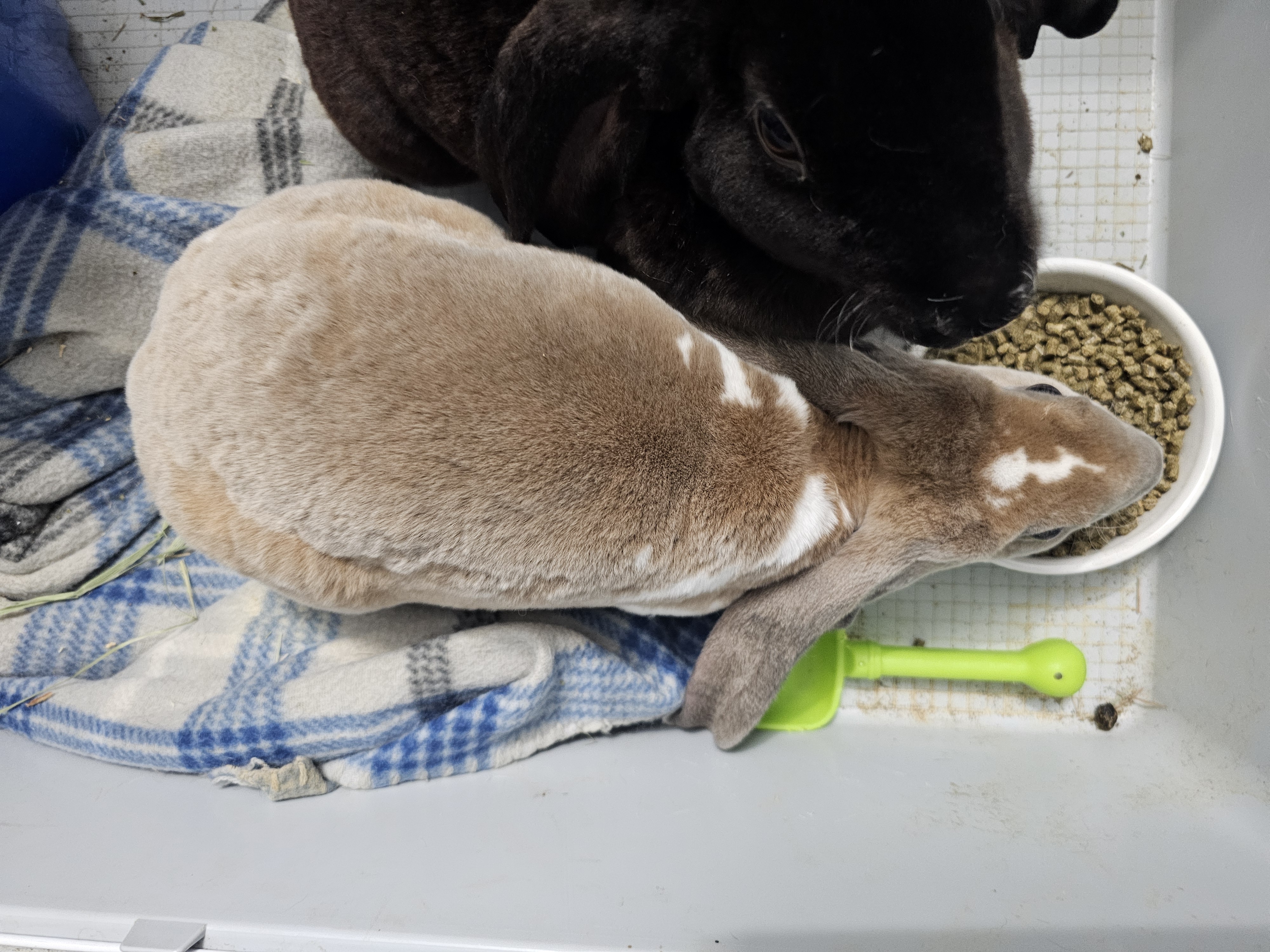 Jennifer Buniston, Adopted, Baby Female Lop Eared.