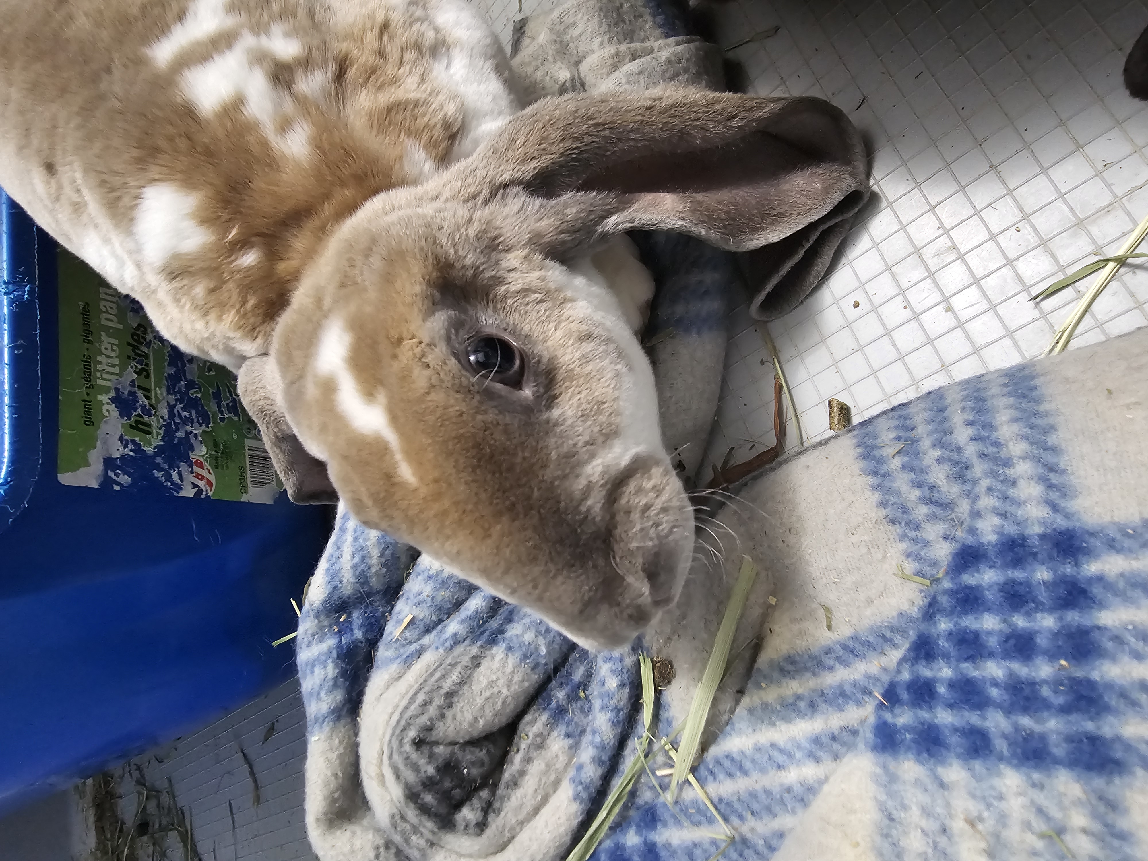 Enlarge Jennifer Buniston, a Adopted Lop Eared in Poughkeepsie, NY image 2/3