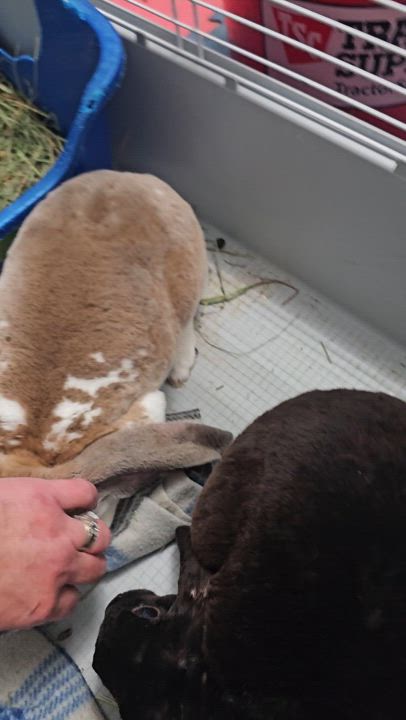 Enlarge Jennifer Buniston, a Adopted Lop Eared in Poughkeepsie, NY video 3/3