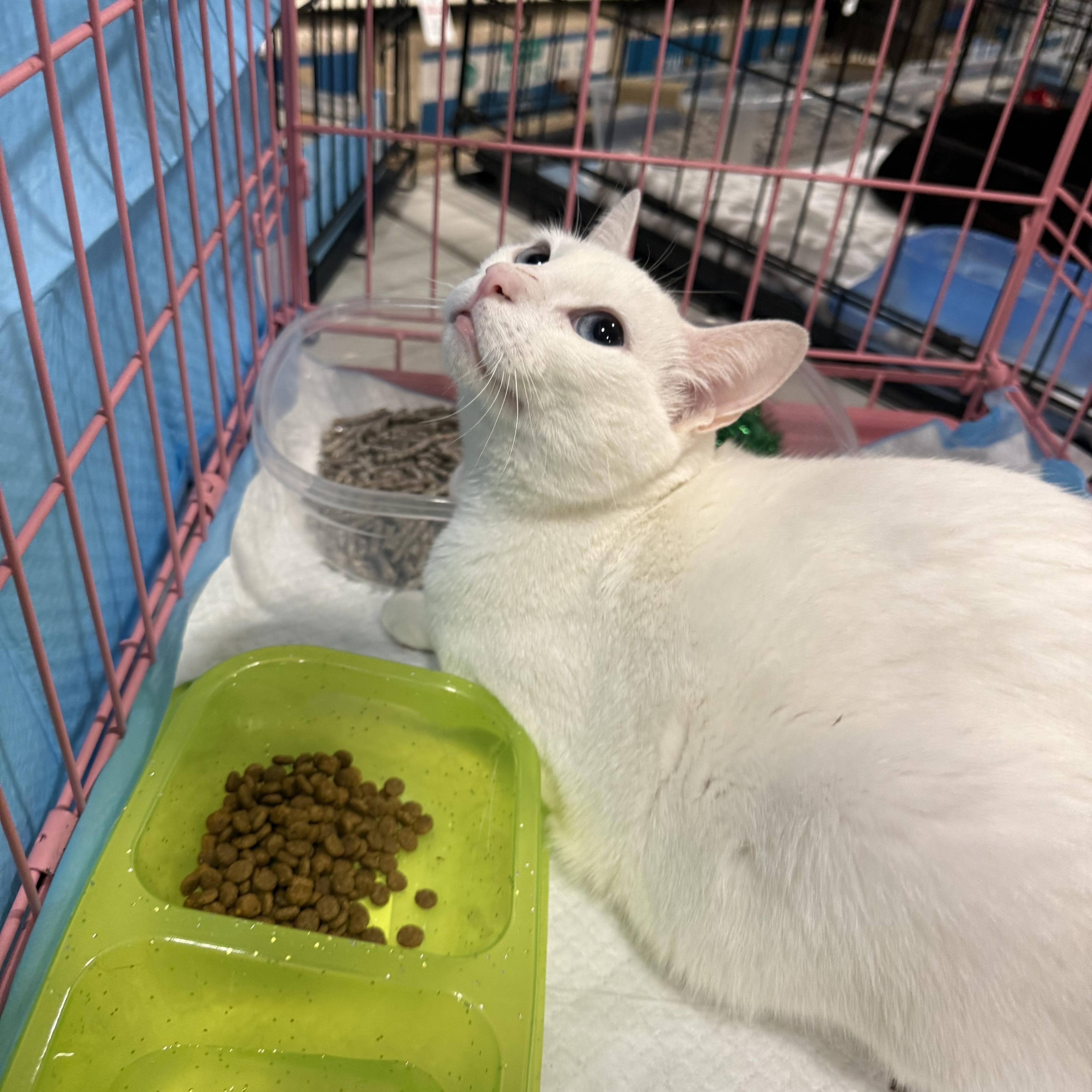 Enlarge Dutchess , an adopted mixed breed in Fresno, CA image 4/4