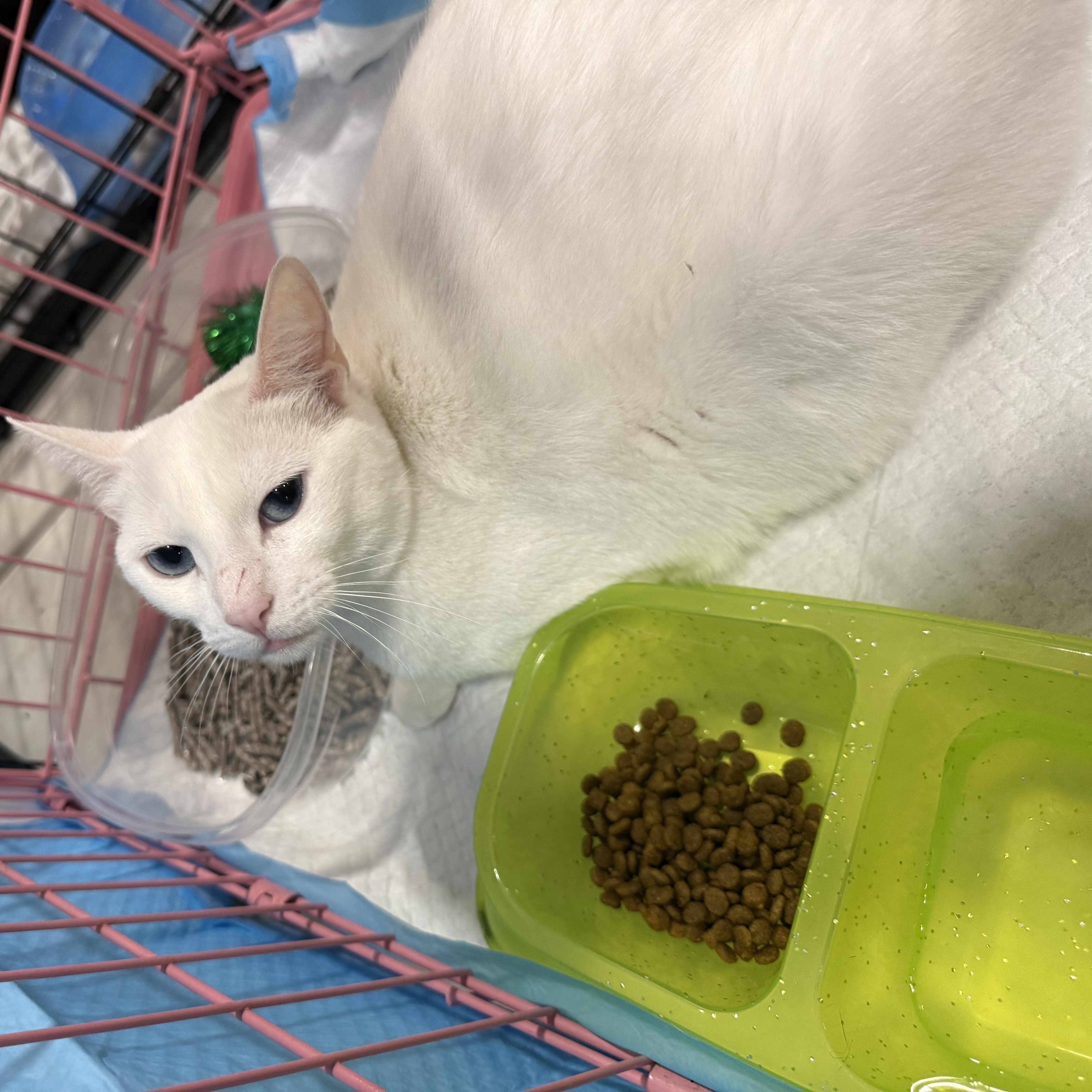 Enlarge Dutchess , an adopted mixed breed in Fresno, CA image 2/4