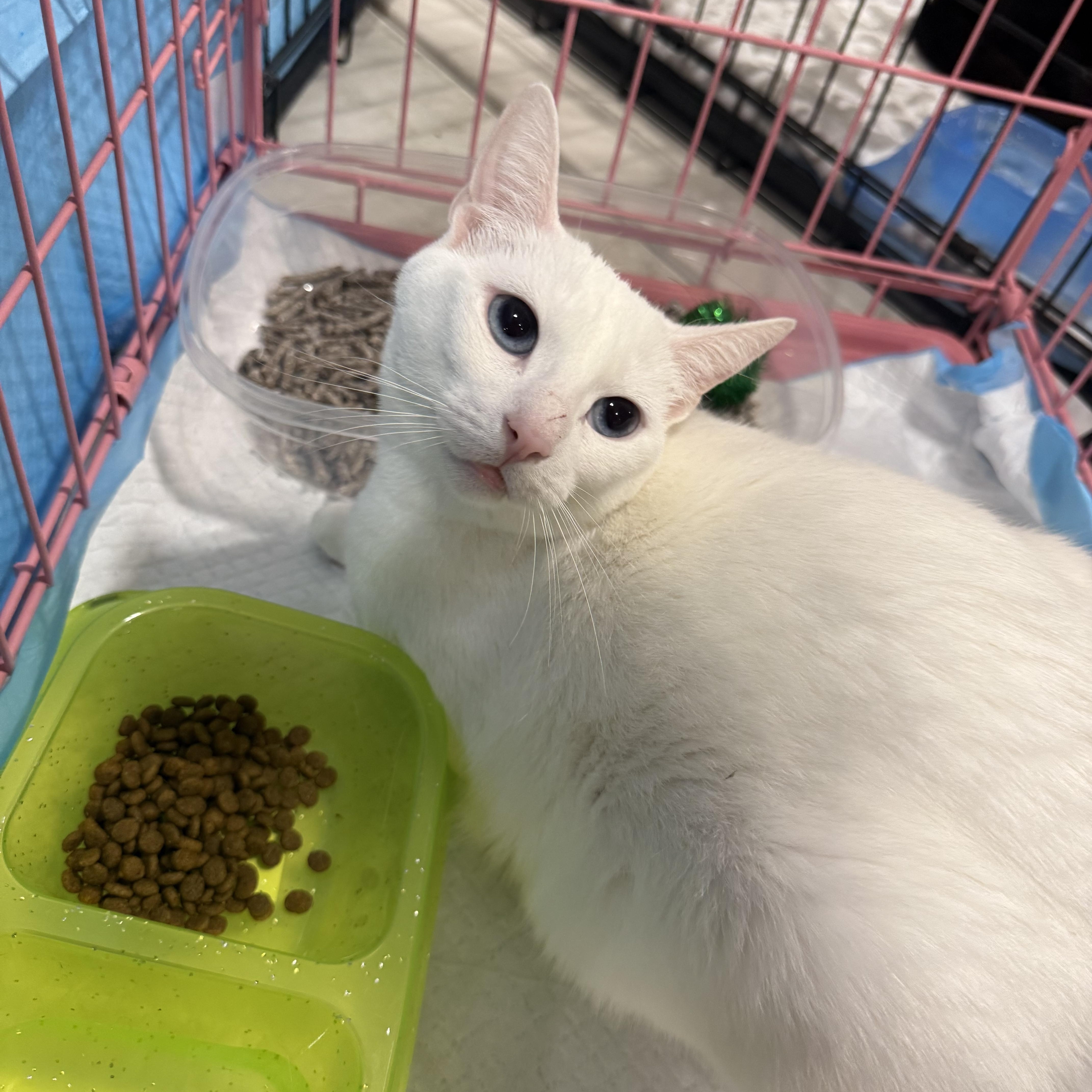 Enlarge Dutchess , an adopted mixed breed in Fresno, CA image 3/4