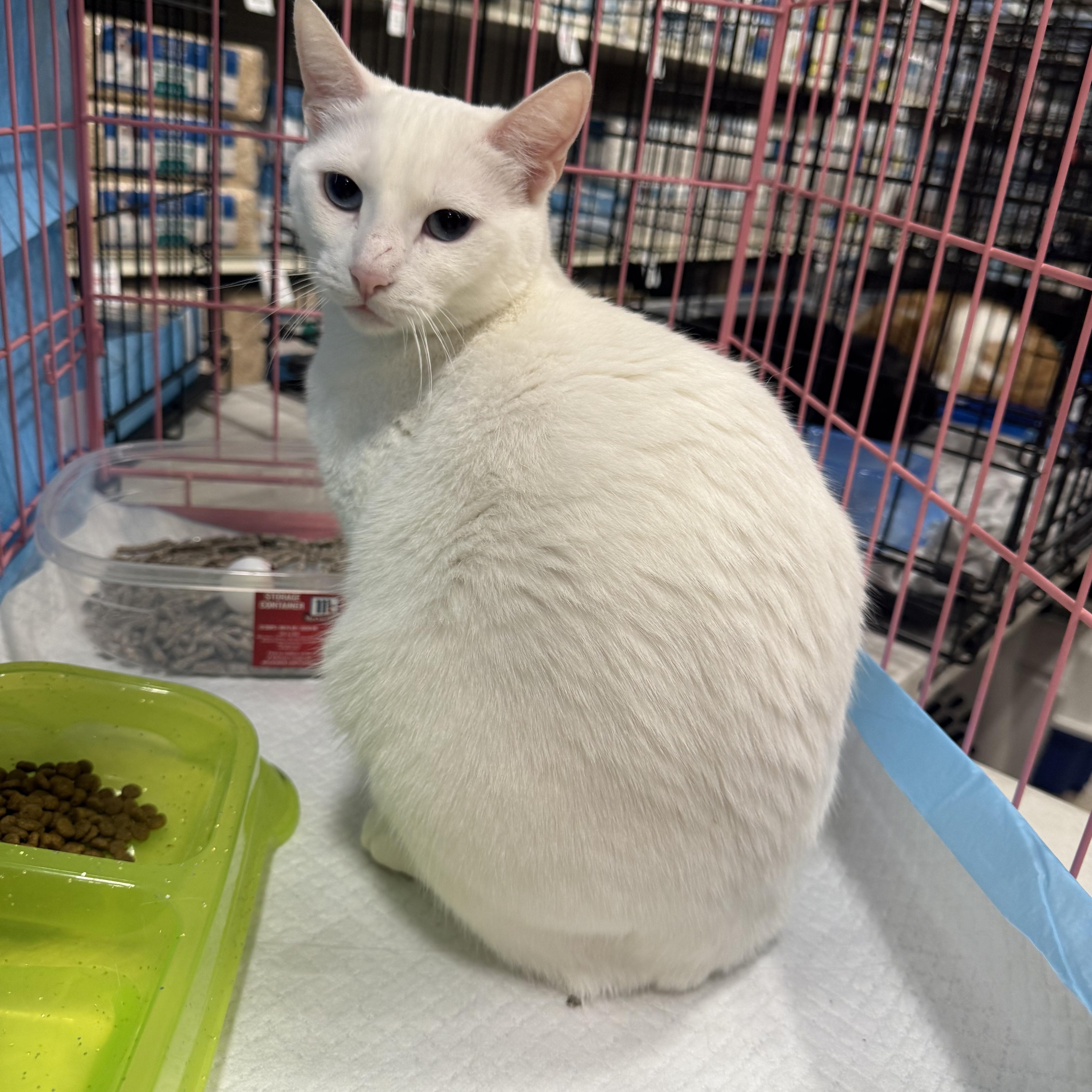 Dutchess , adopted, Young Female Siamese & Turkish Angora.