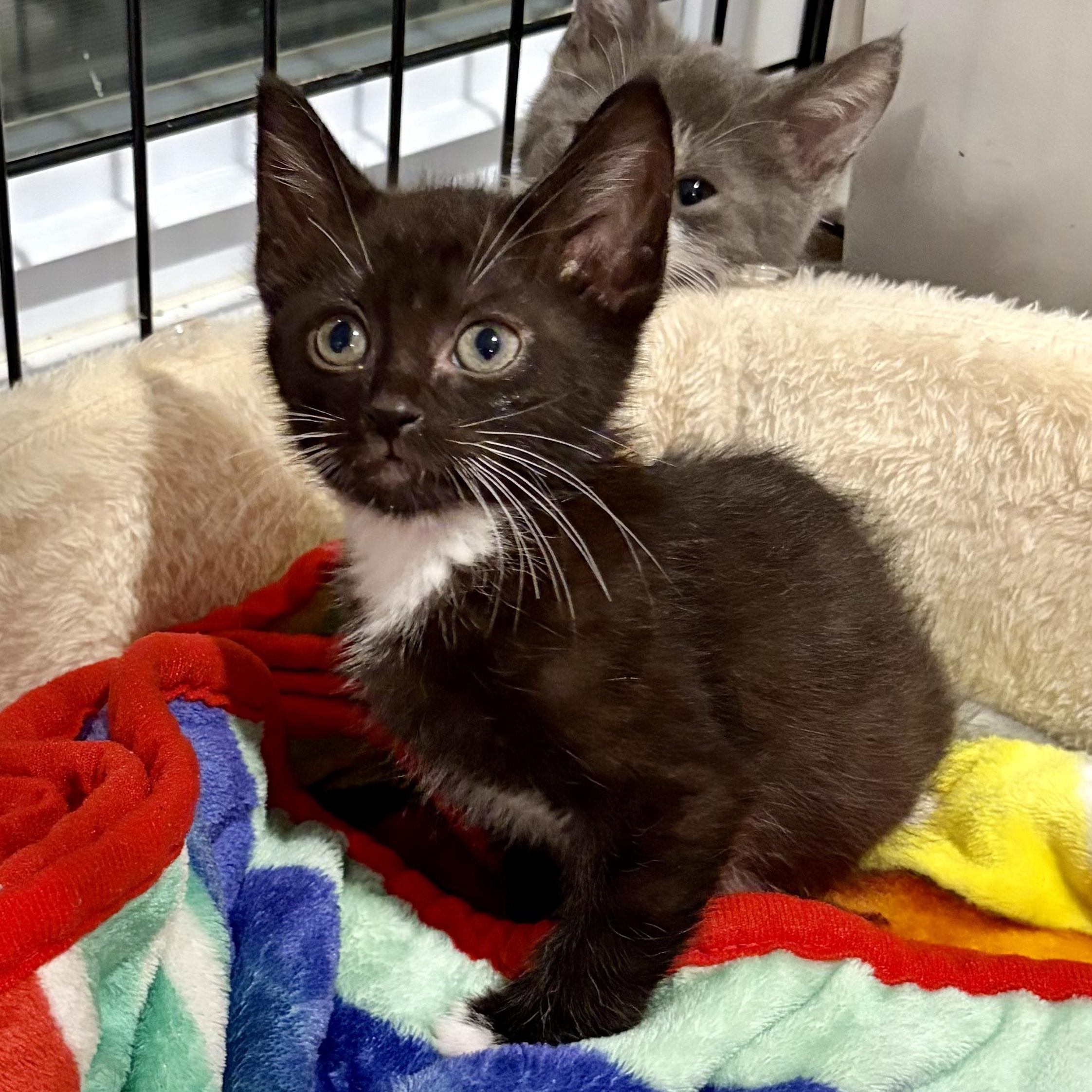 Leonard, Adoptable, Kitten Male Domestic Short Hair & Tuxedo.