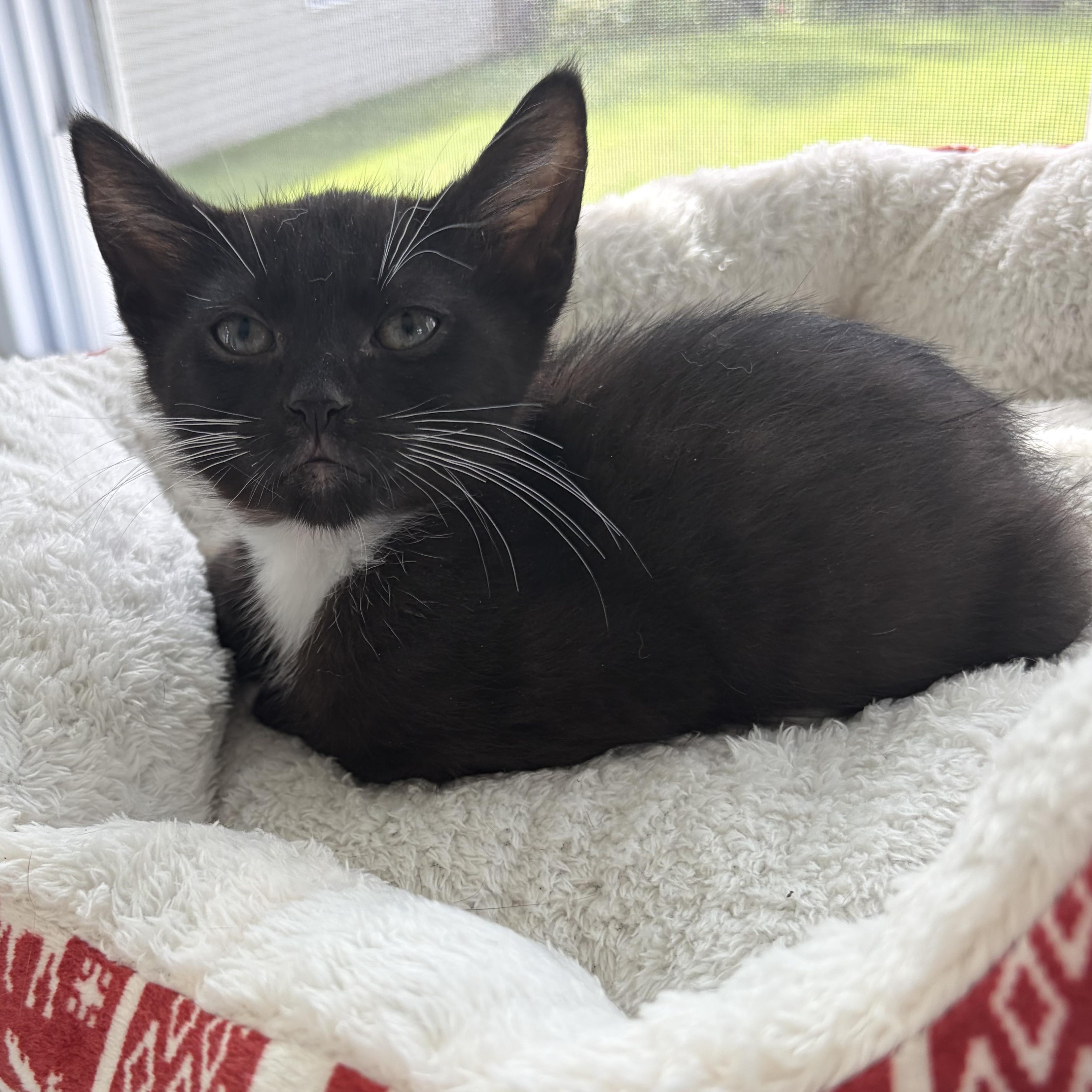 Enlarge Leonard, a Adoptable mixed breed in East Amherst, NY image 2/6