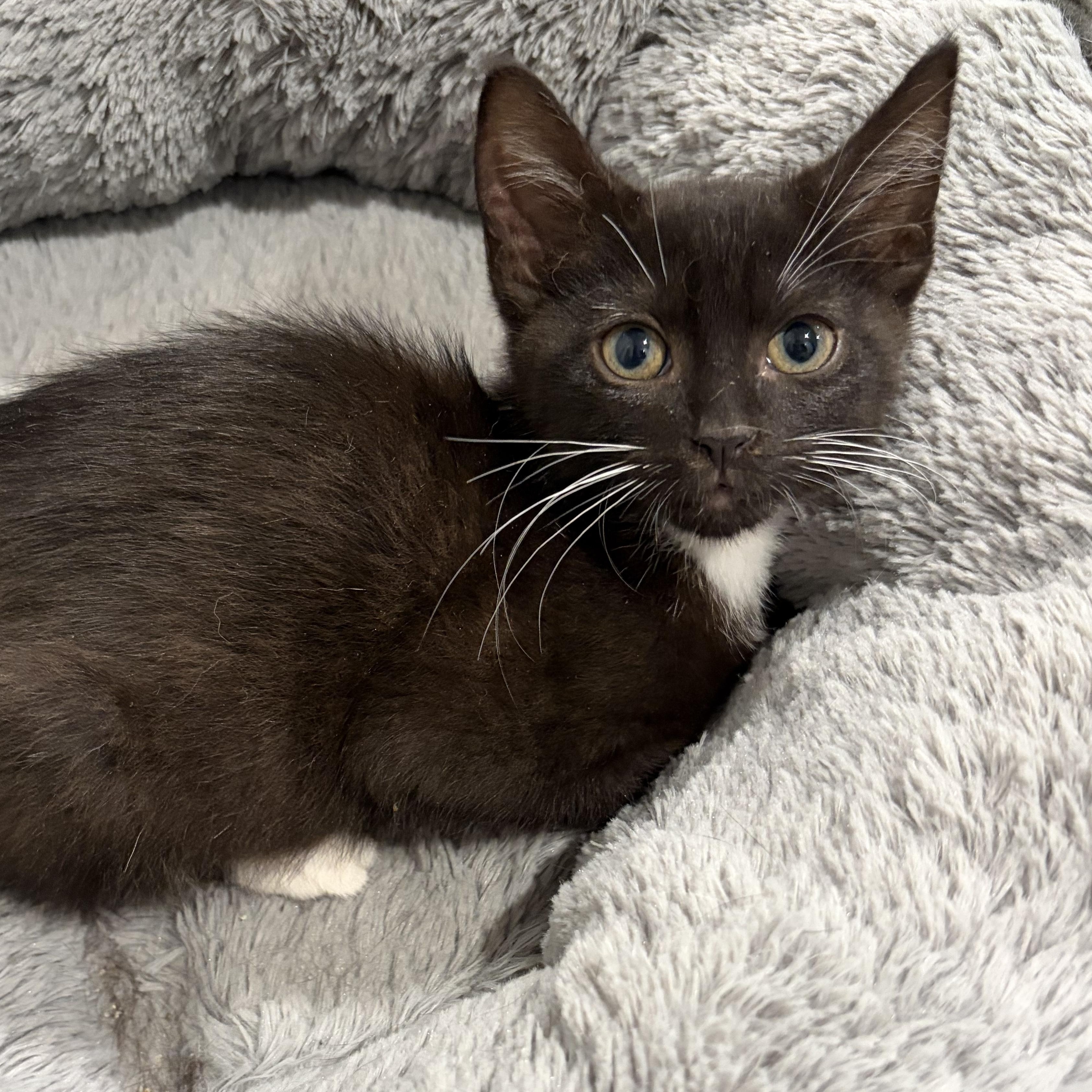 Enlarge Leonard, a Adoptable mixed breed in East Amherst, NY image 4/6