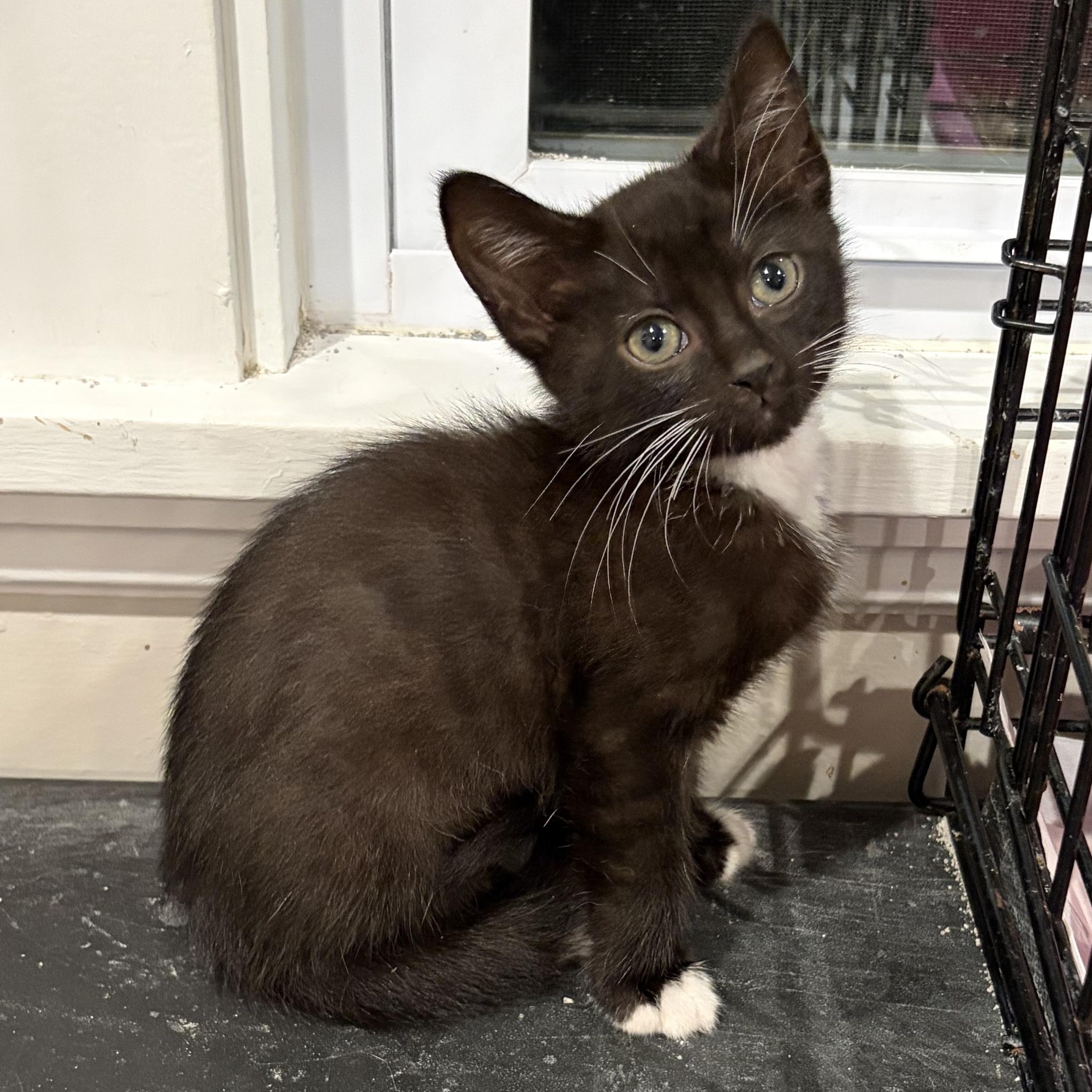 Enlarge Leonard, a Adoptable mixed breed in East Amherst, NY image 3/6