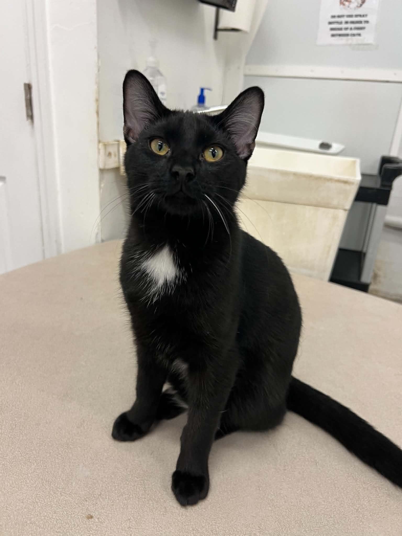 Enlarge Felix, an adopted Domestic Short Hair in West Palm Beach, FL image 2/3