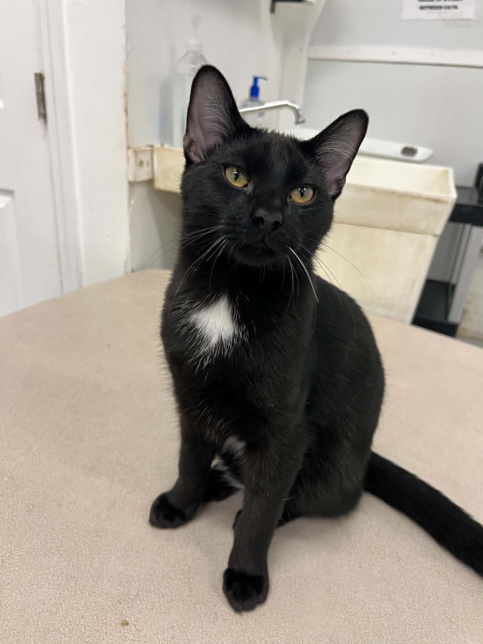Enlarge Felix, an adopted Domestic Short Hair in West Palm Beach, FL image 3/3