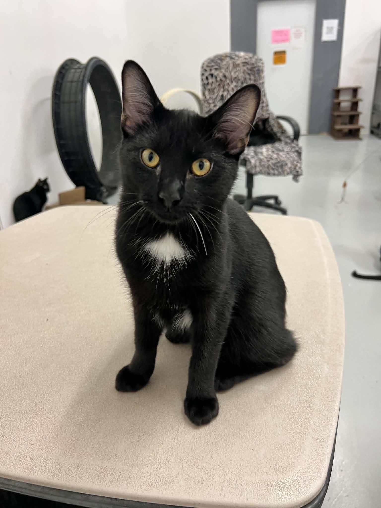Felix, adopted, Young Male Domestic Short Hair.