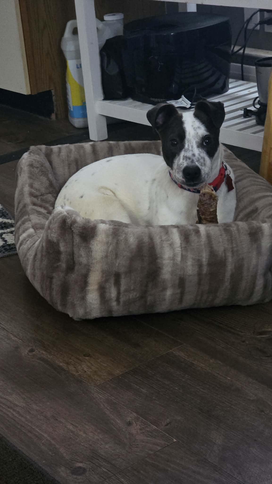 Enlarge Cooper, a ADOPTABLE Mixed Breed in Byron, IL image 5/6