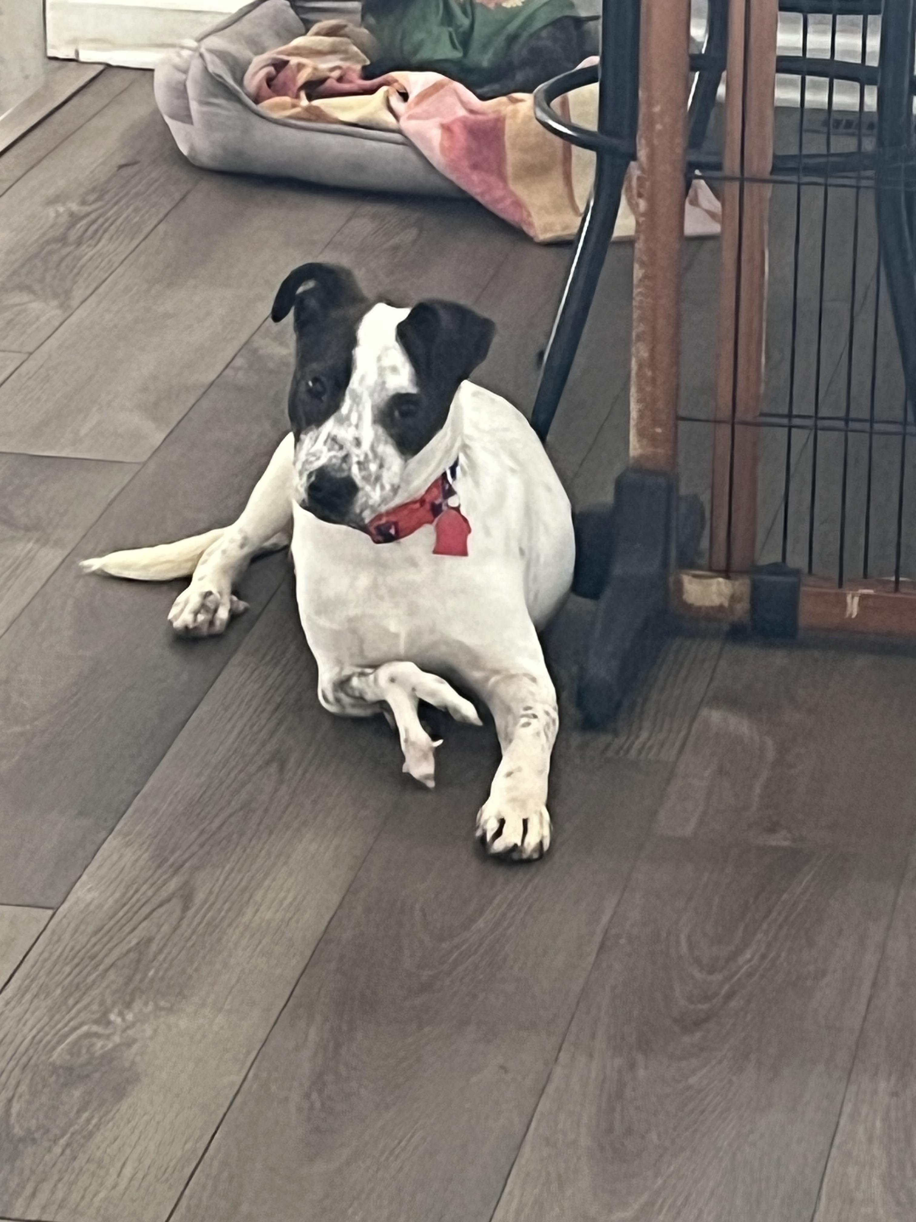 Enlarge Cooper, a ADOPTABLE Mixed Breed in Byron, IL image 3/6