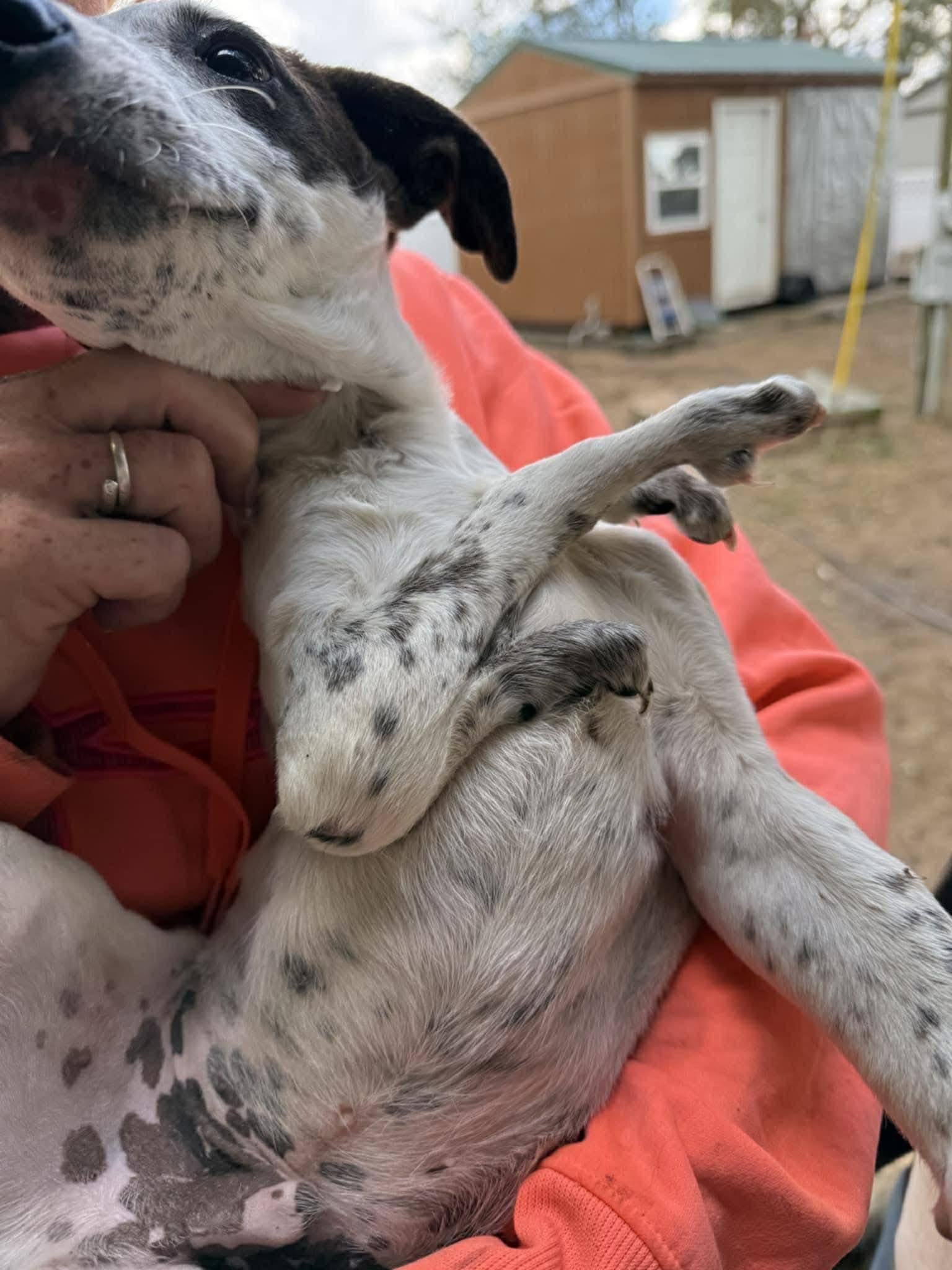 Enlarge Cooper, a ADOPTABLE Mixed Breed in Byron, IL image 6/6