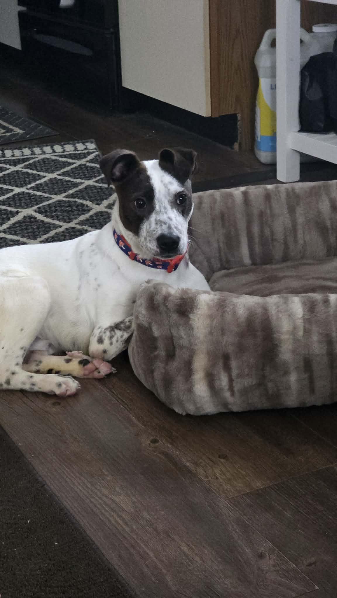 Enlarge Cooper, a ADOPTABLE Mixed Breed in Byron, IL image 1/6