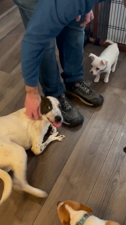 Enlarge Cooper, a ADOPTABLE Mixed Breed in Byron, IL video 4/6