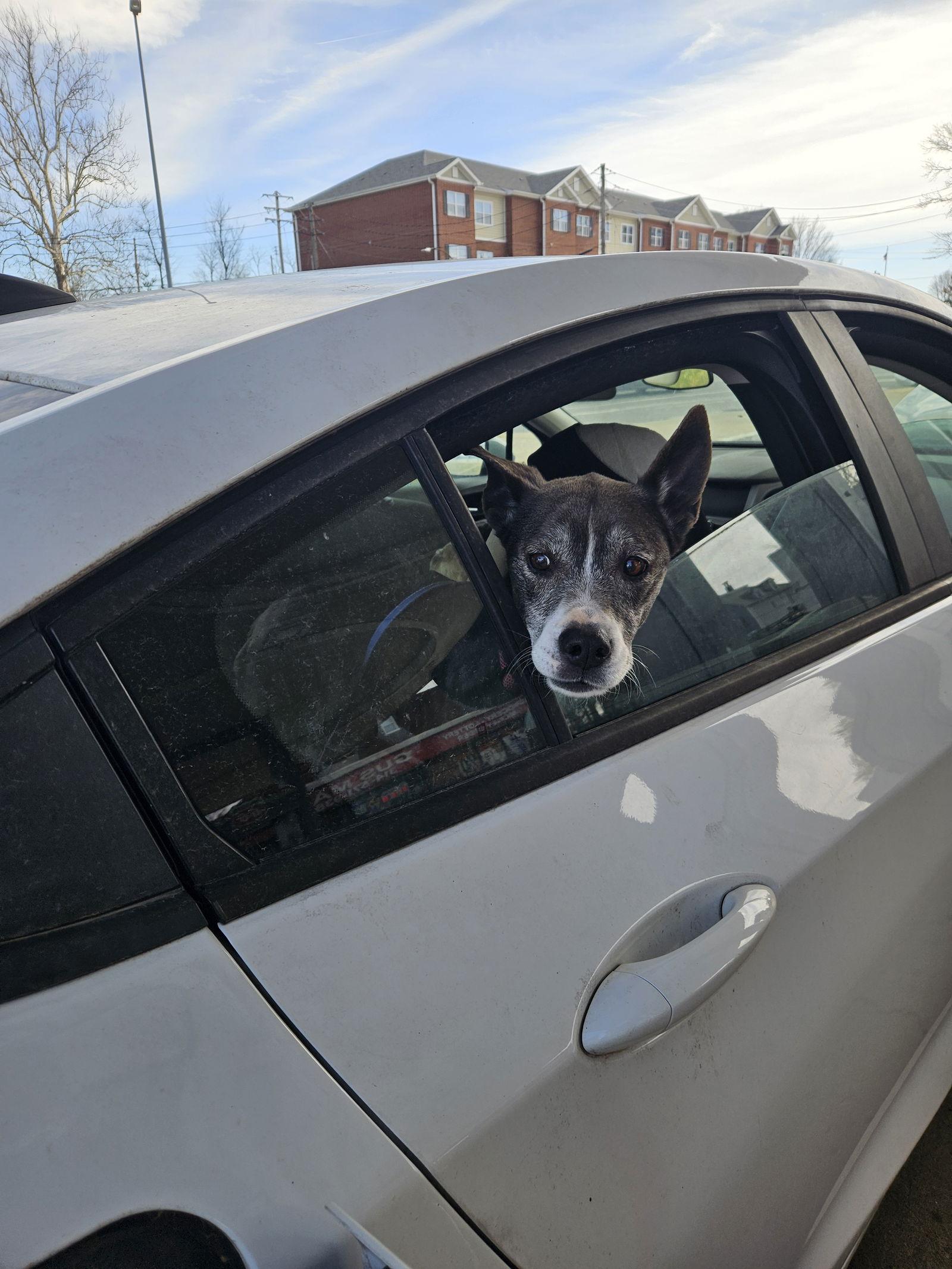 Ramona, a Adoptable Siberian Husky in St. Louis, MO image 1/3