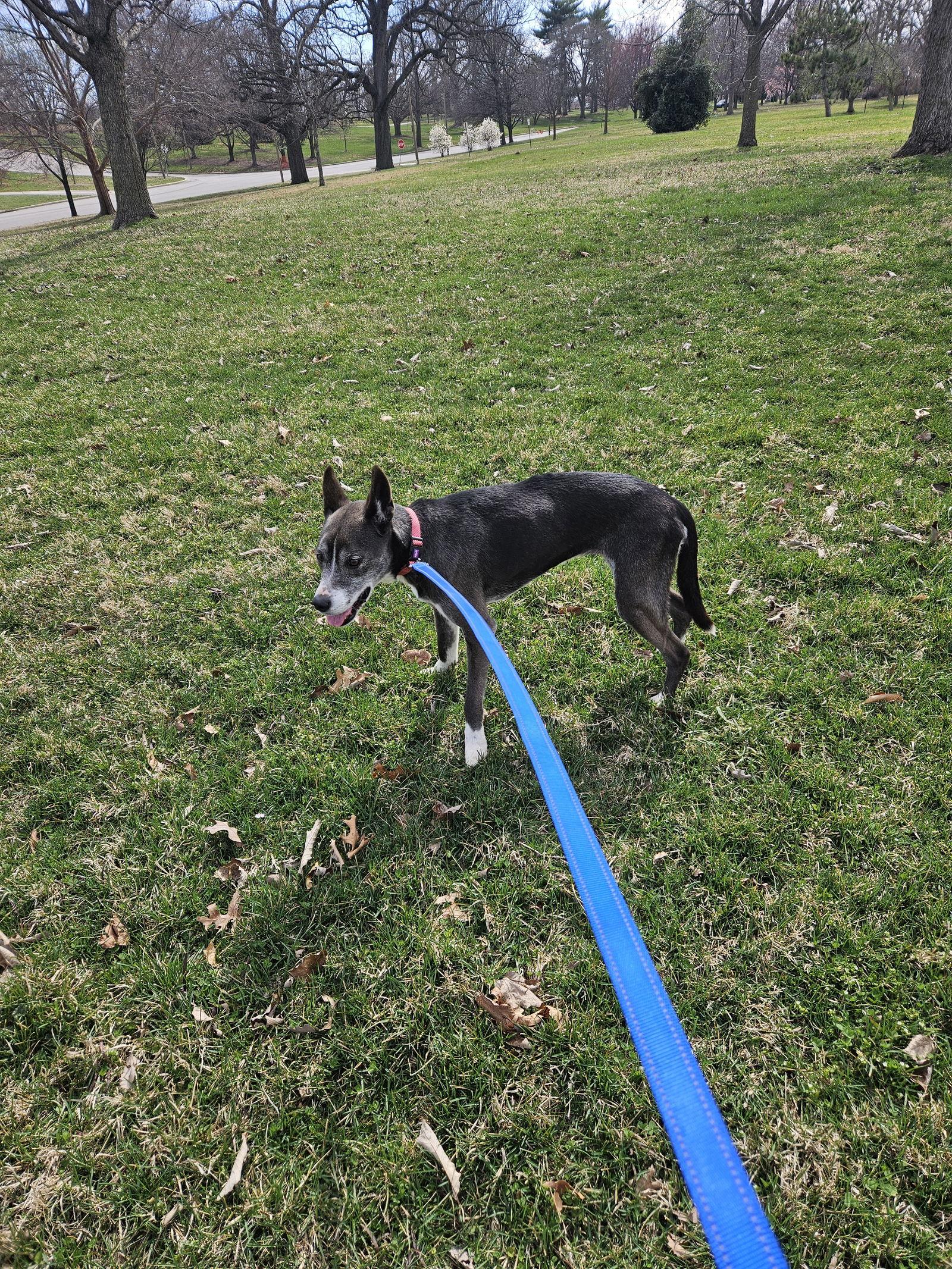 Ramona, a Adoptable Siberian Husky in St. Louis, MO image 2/3