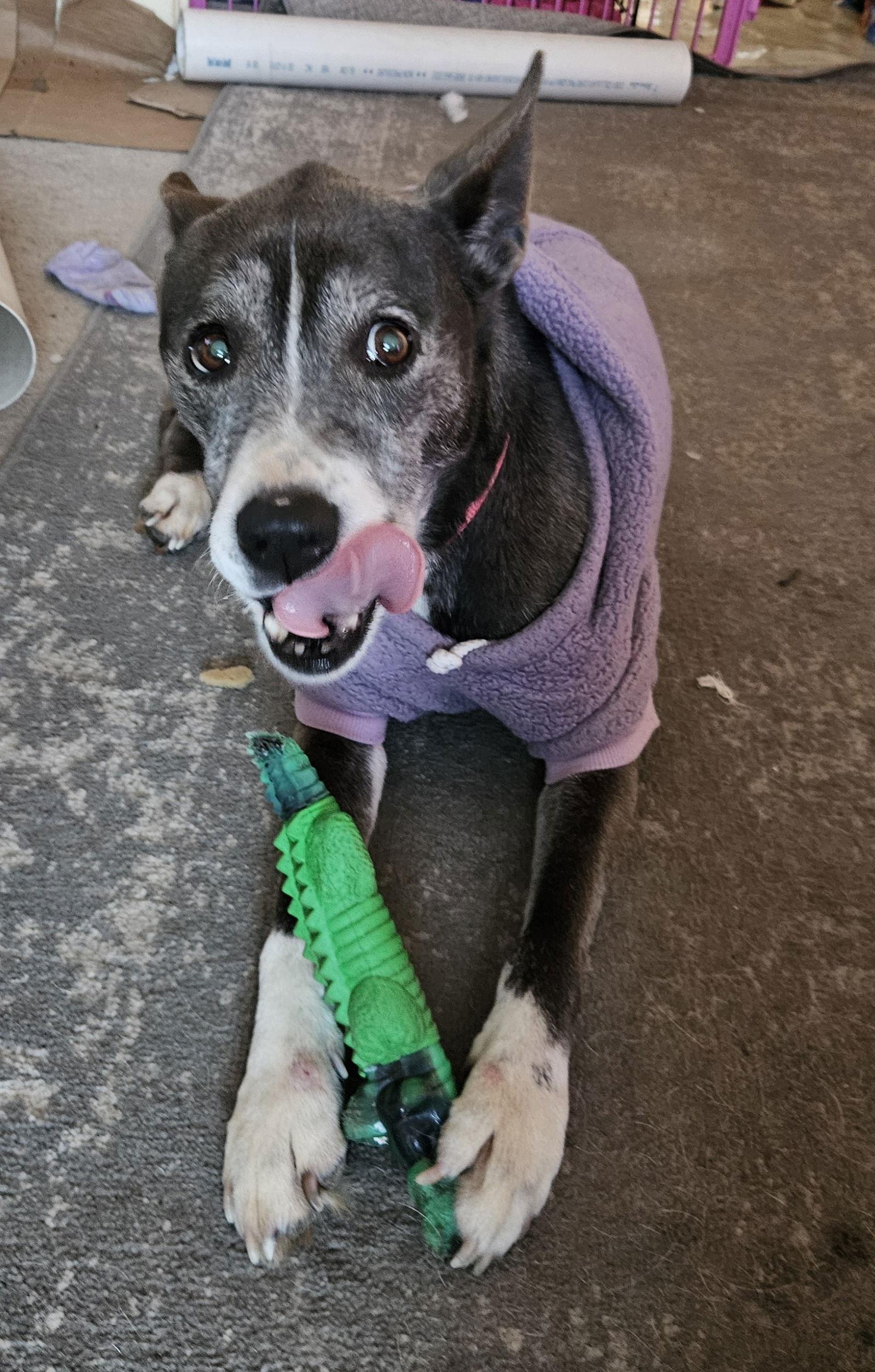 Ramona, a Adoptable Siberian Husky in St. Louis, MO image 3/3