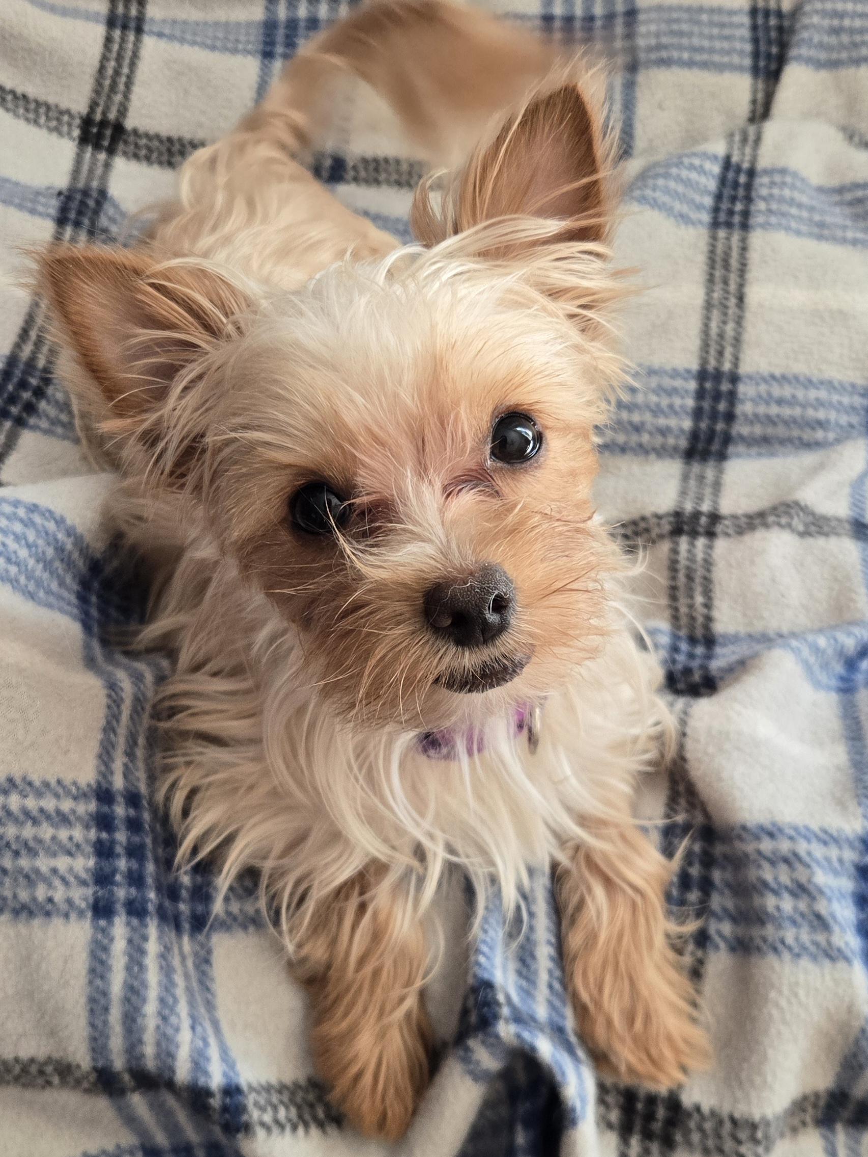 Enlarge Thumbelina, a Adopted Yorkshire Terrier in Richmond, KY image 6/6