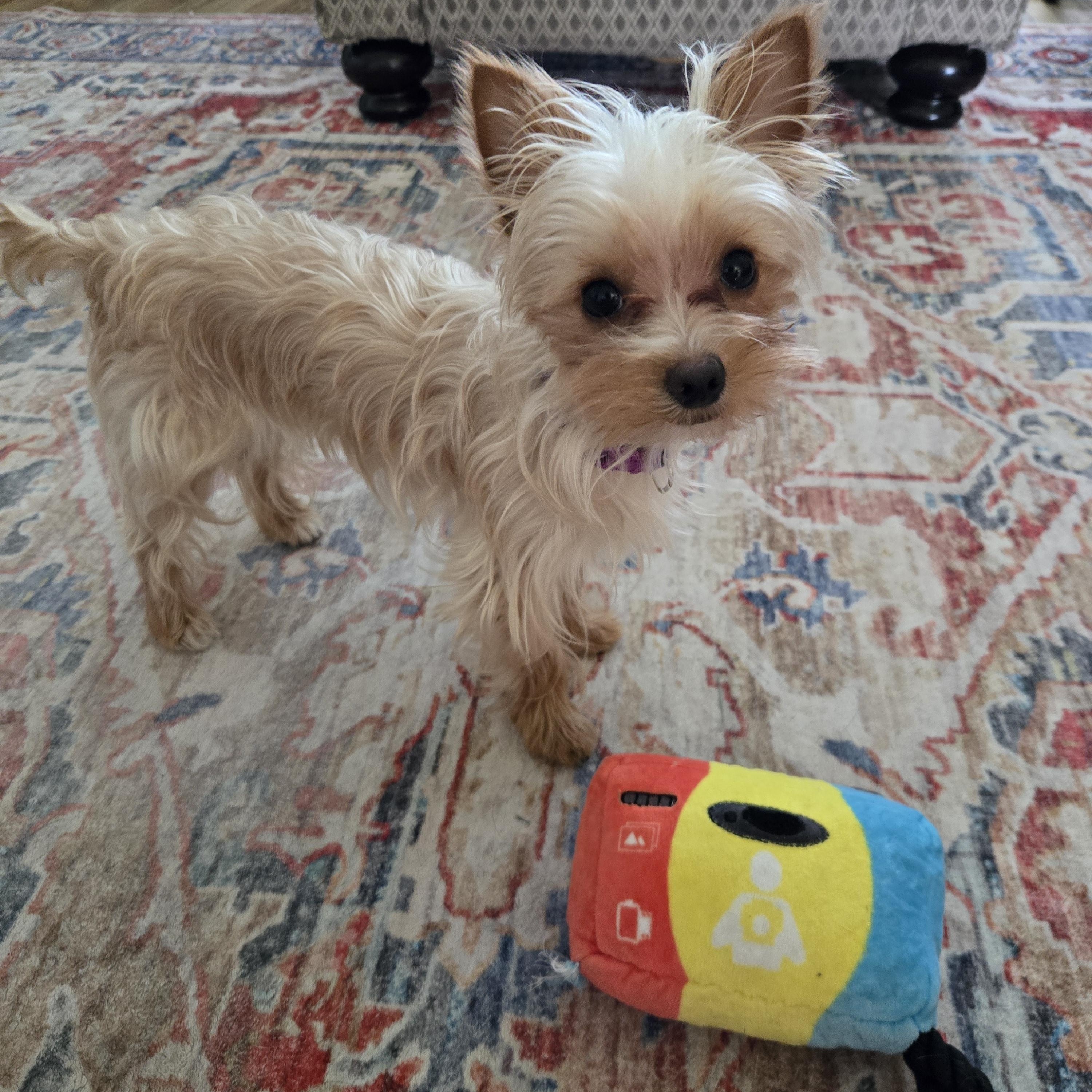 Enlarge Thumbelina, a Adopted Yorkshire Terrier in Richmond, KY image 5/6