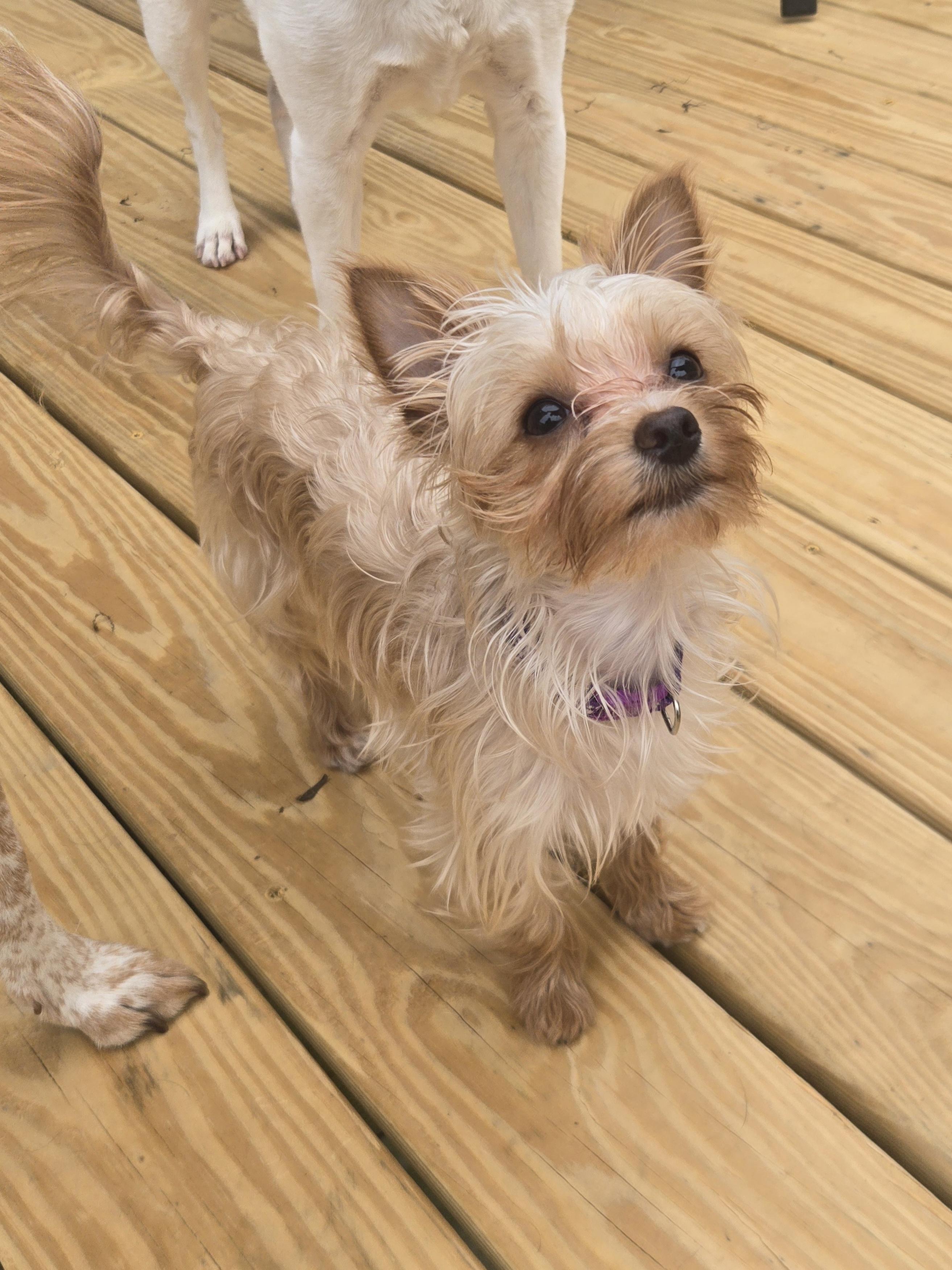 Enlarge Thumbelina, a Adopted Yorkshire Terrier in Richmond, KY image 4/6