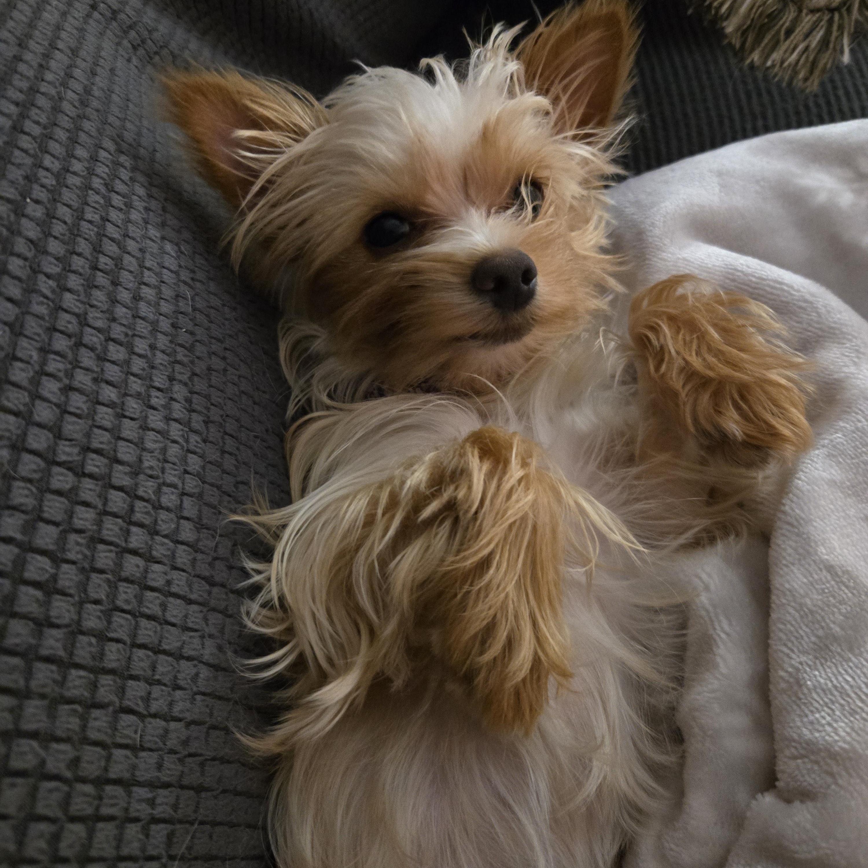 Enlarge Thumbelina, a Adopted Yorkshire Terrier in Richmond, KY image 2/6