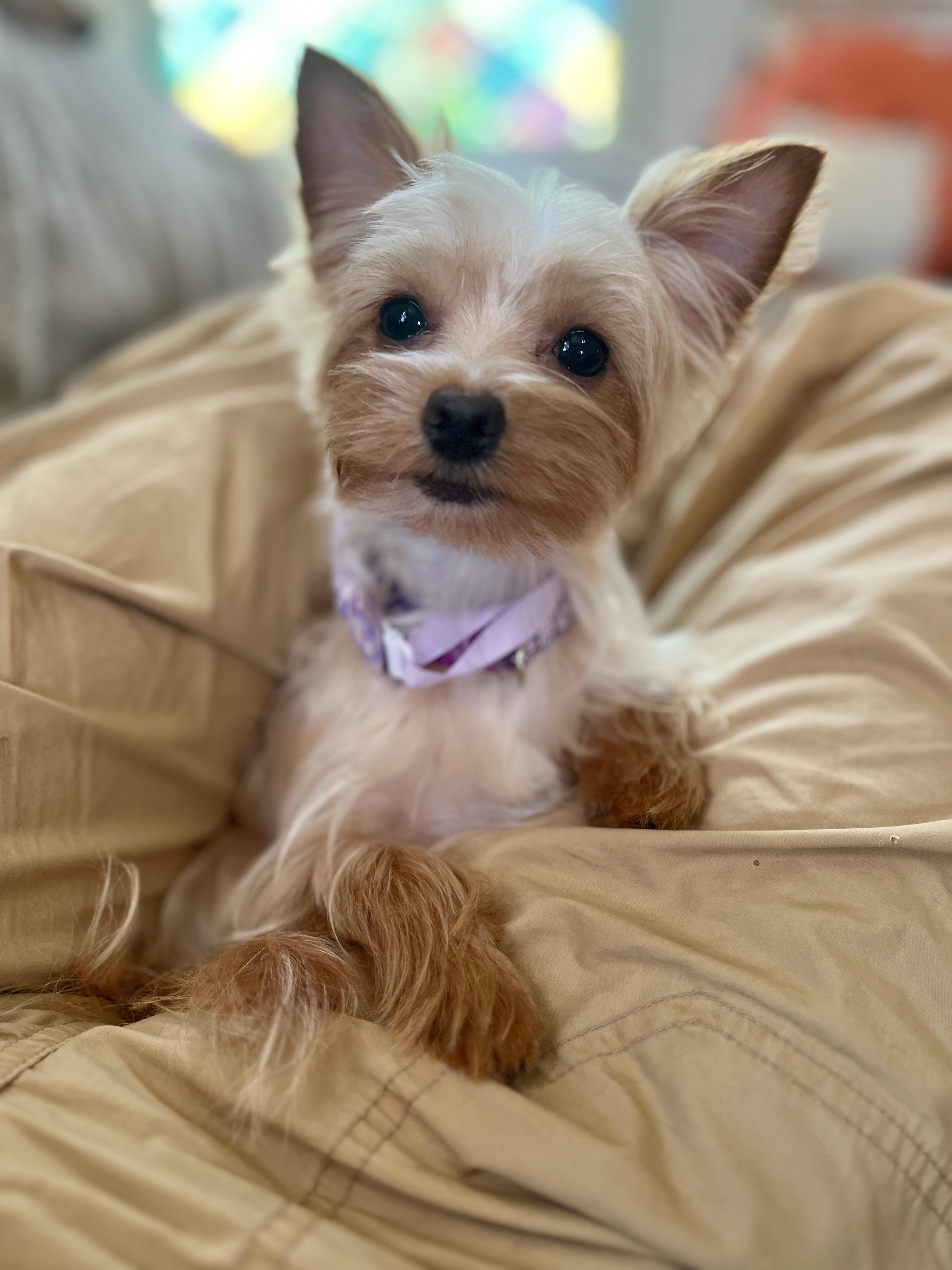 Thumbelina, Adopted, Adult Female Yorkshire Terrier.