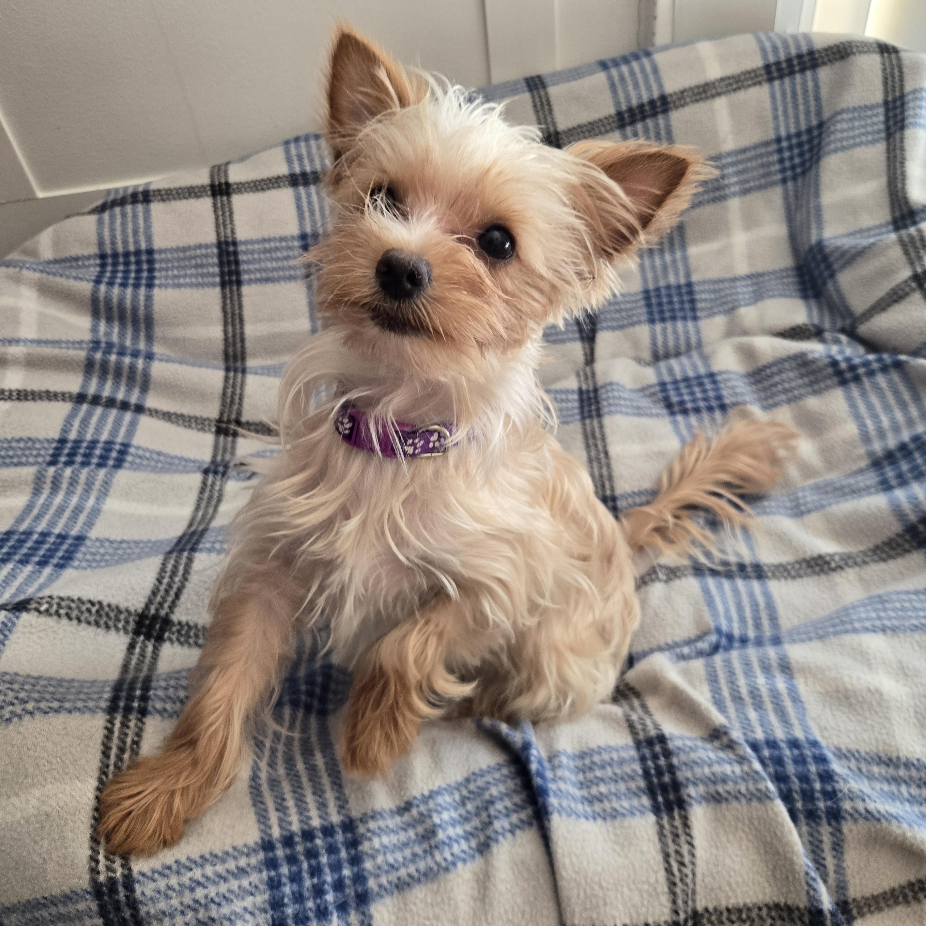 Enlarge Thumbelina, a Adopted Yorkshire Terrier in Richmond, KY image 3/6