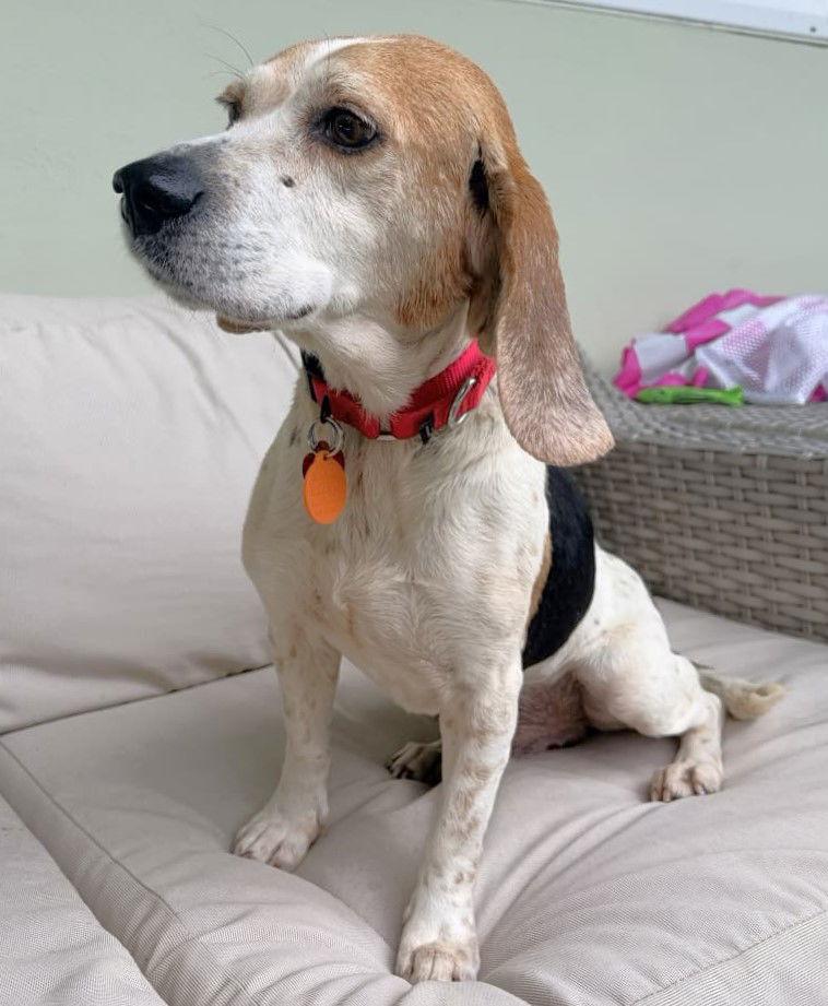 Enlarge Hobo, a Adoptable Beagle in Dunnellon, FL image 1/3