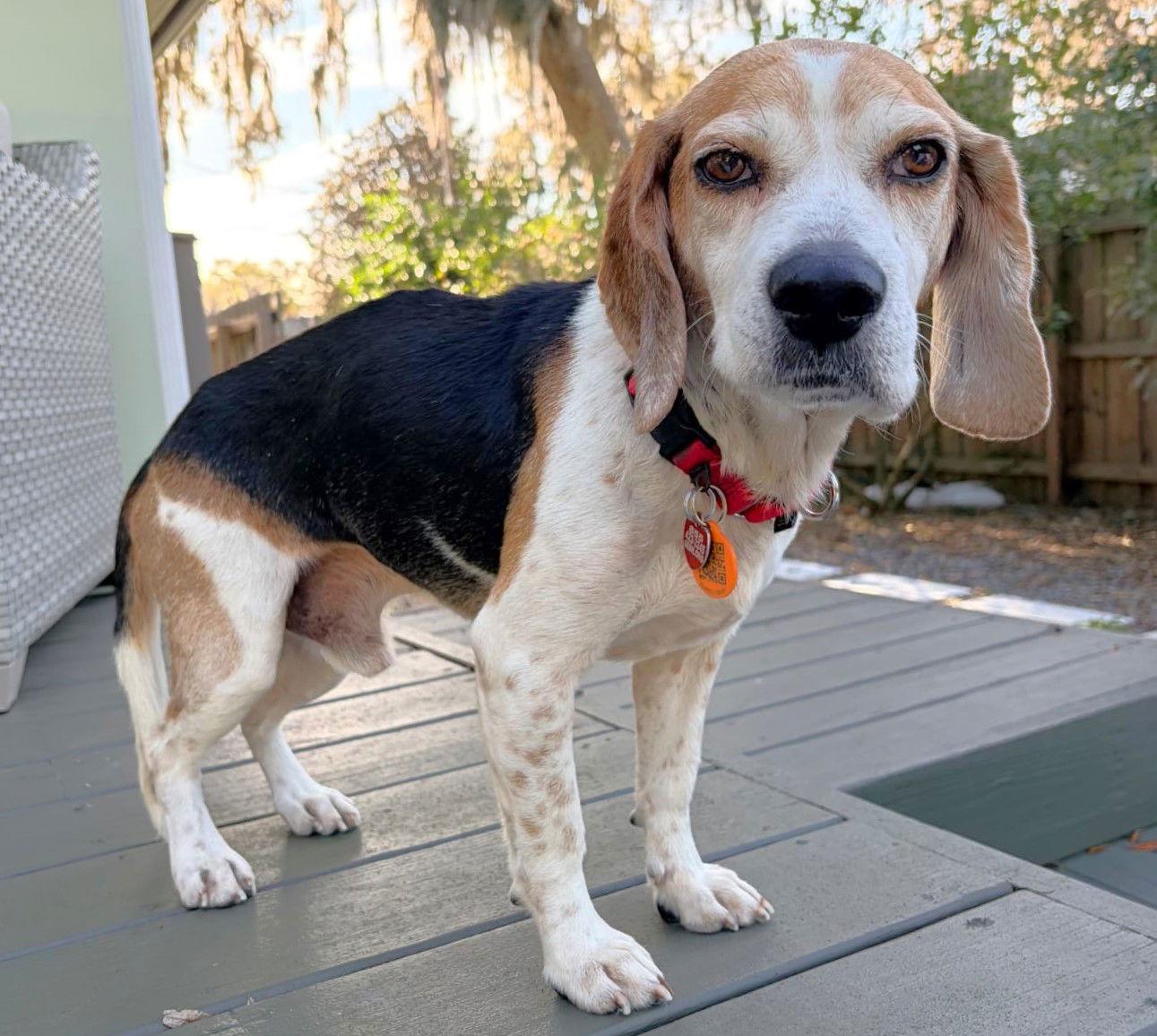 Enlarge Hobo, a Adoptable Beagle in Dunnellon, FL image 2/3