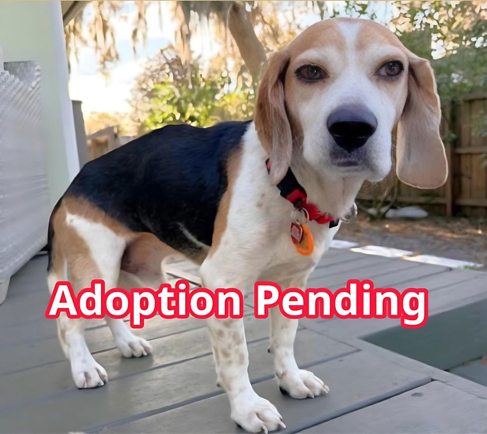 Enlarge Hobo, a Adoptable Beagle in Dunnellon, FL image 3/3