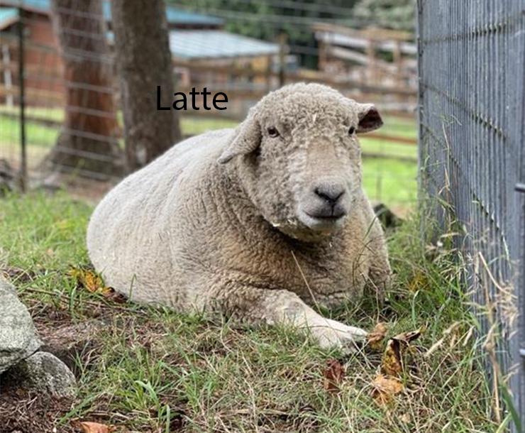 Coco & Latte, Adult Male Sheep