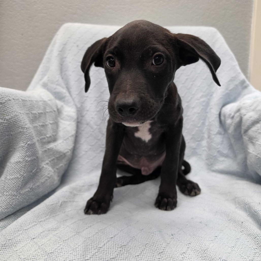 Blaze, Adoptable, Puppy Male Black Labrador Retriever & Mixed Breed.