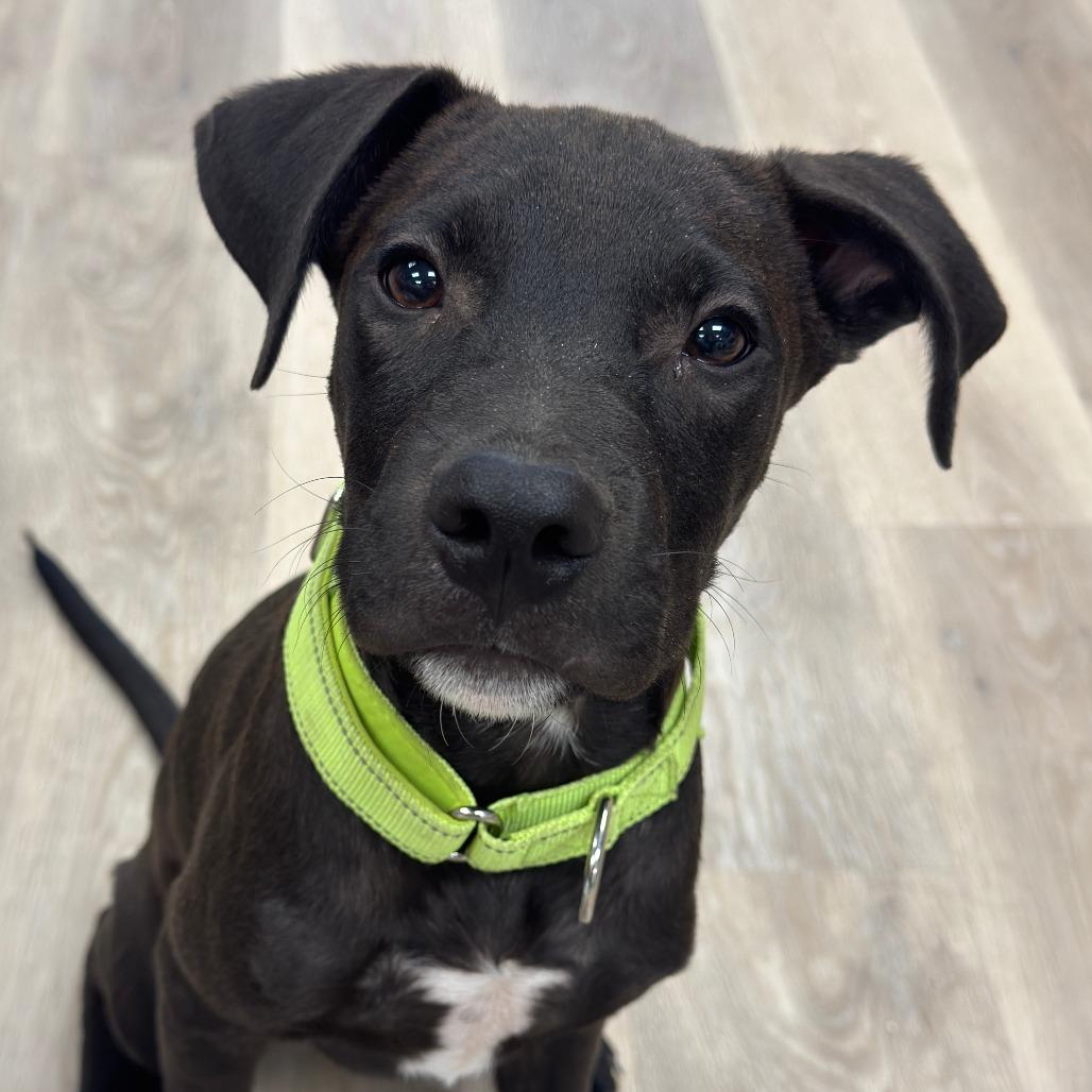 Enlarge Blaze, a Adoptable mixed breed in Waco, TX image 2/2